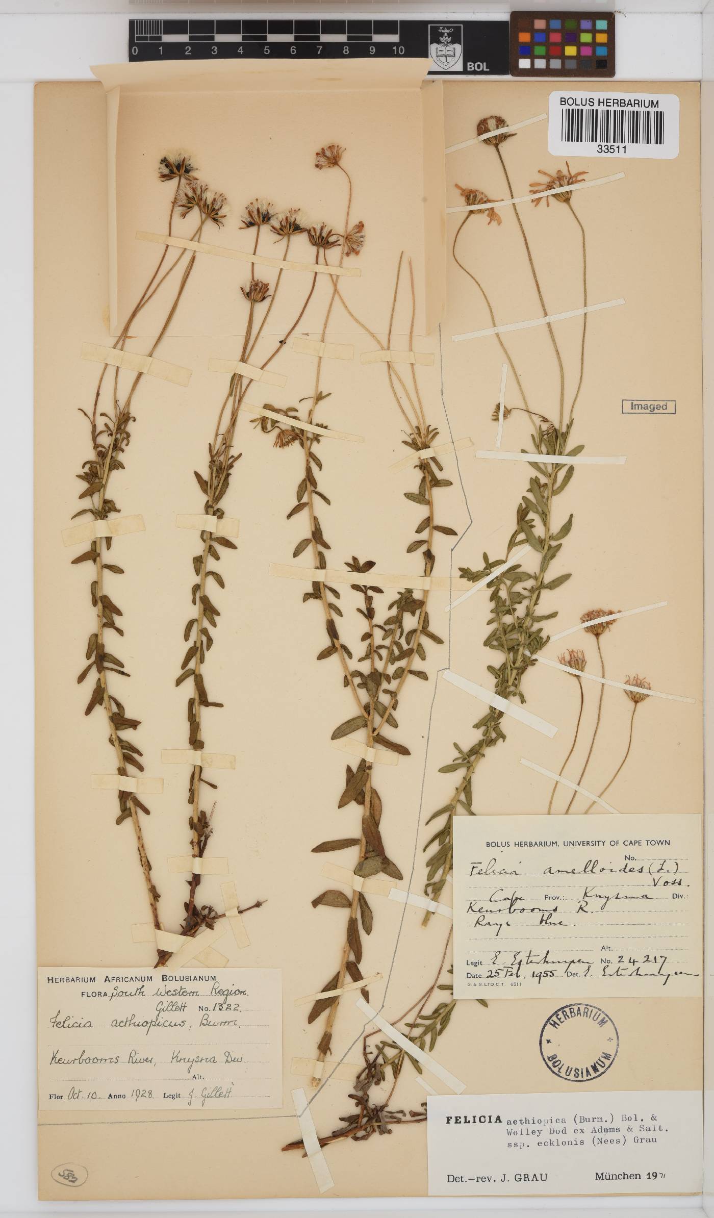 Felicia aethiopica subsp. ecklonis image