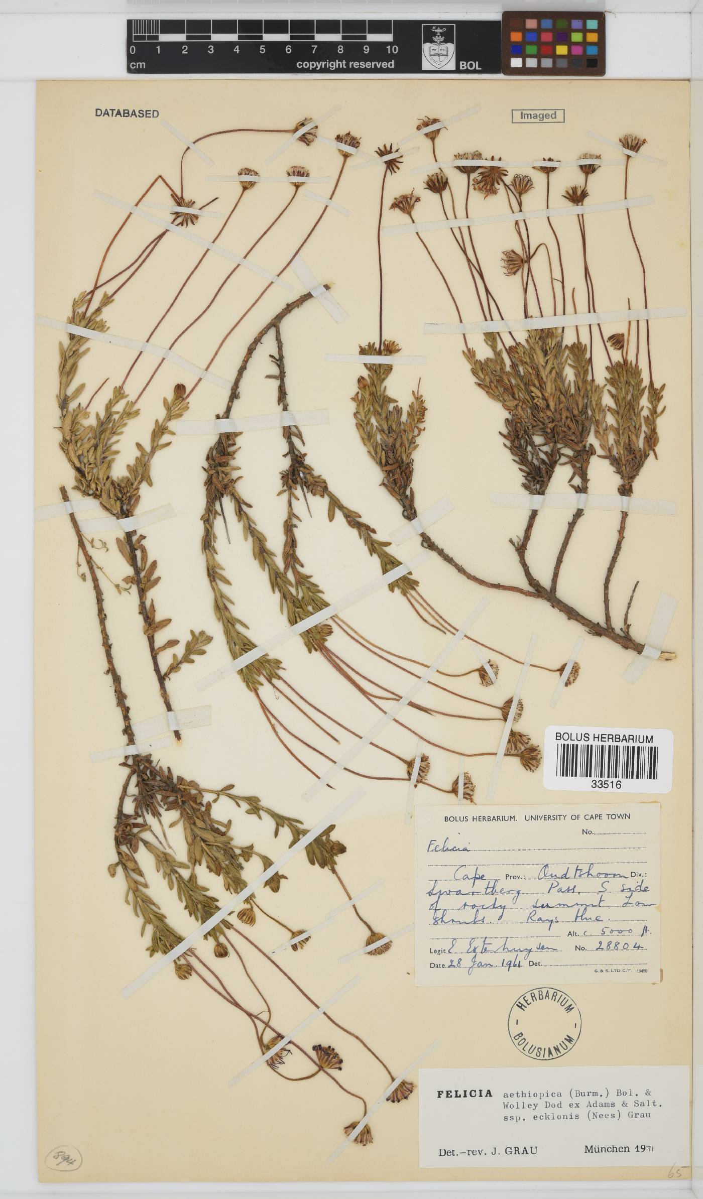 Felicia aethiopica subsp. ecklonis image