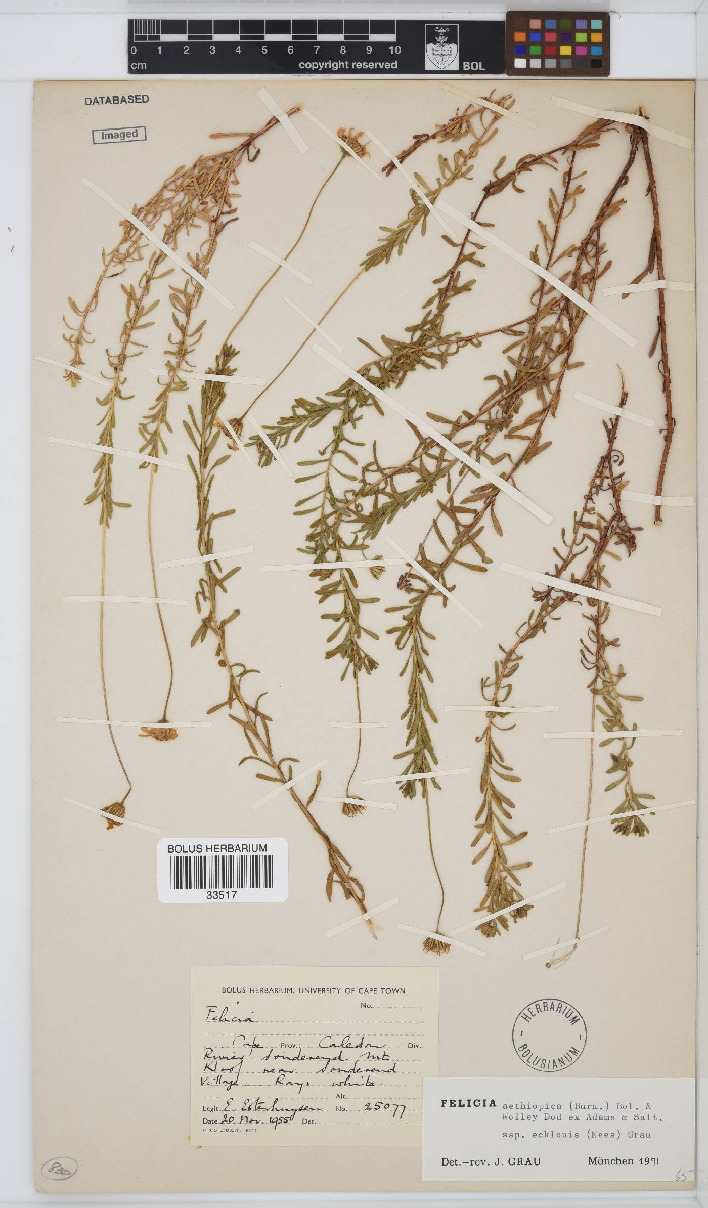 Felicia aethiopica subsp. ecklonis image