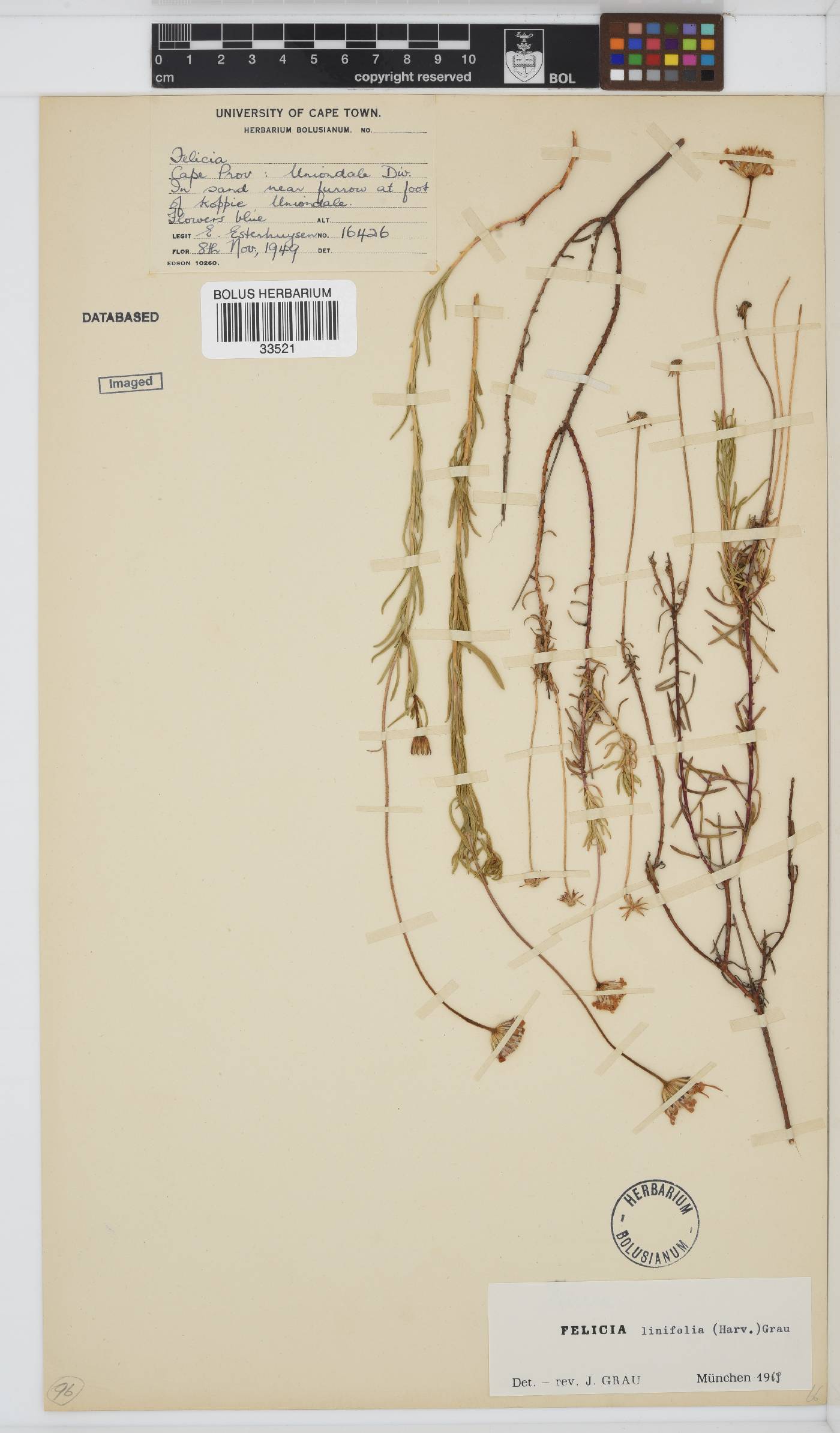 Felicia linifolia image