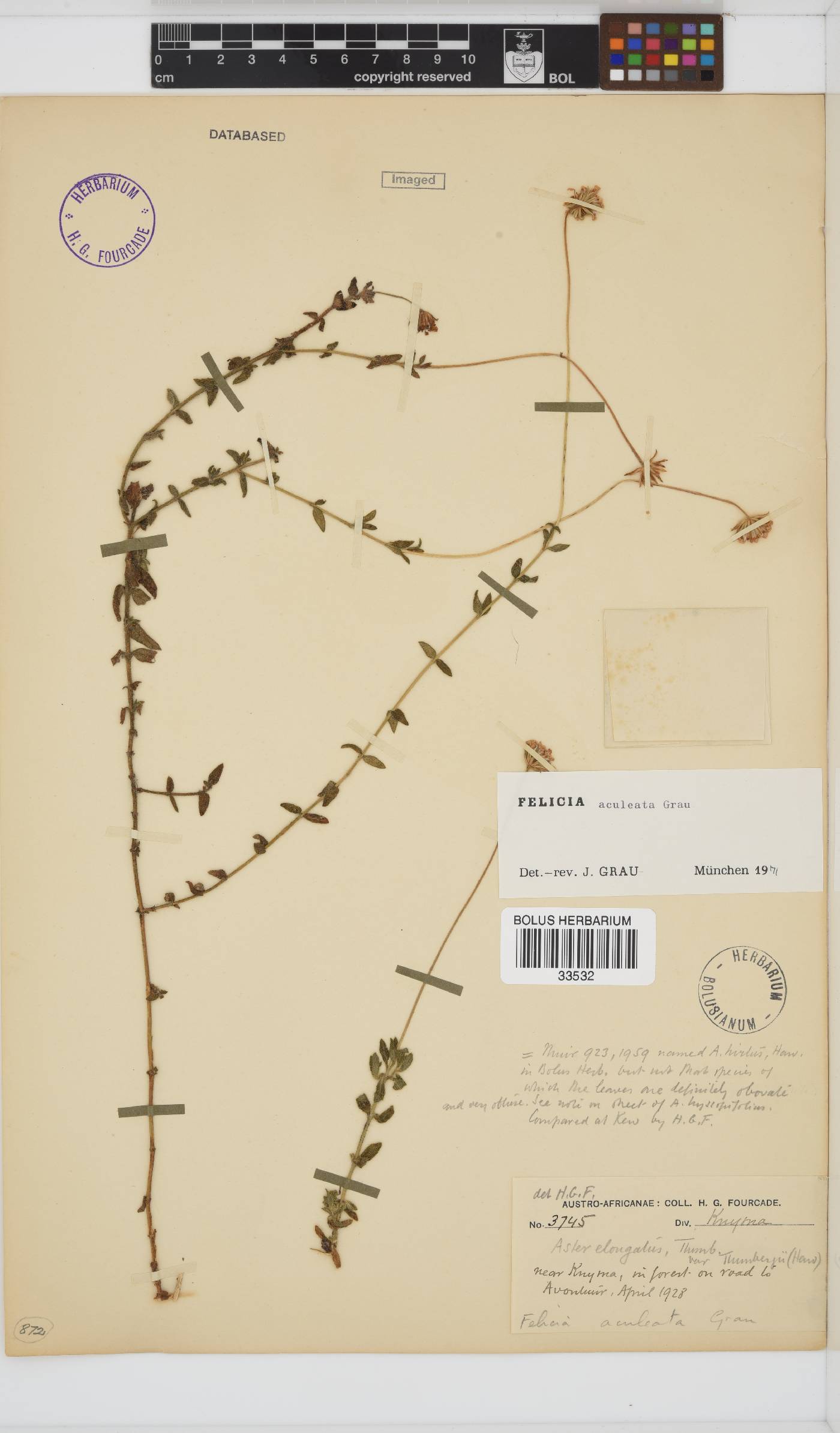Felicia aculeata image