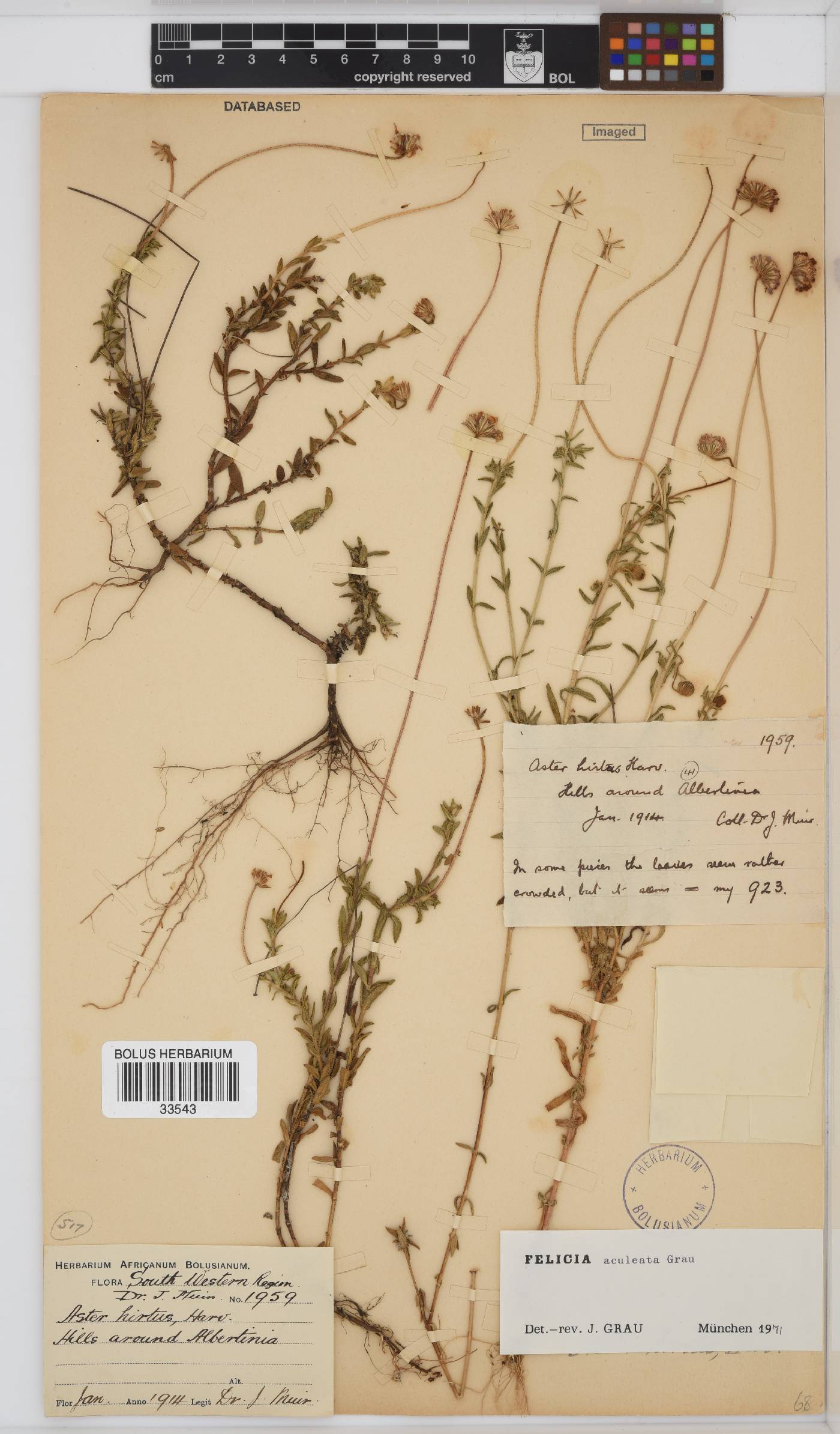 Felicia aculeata image