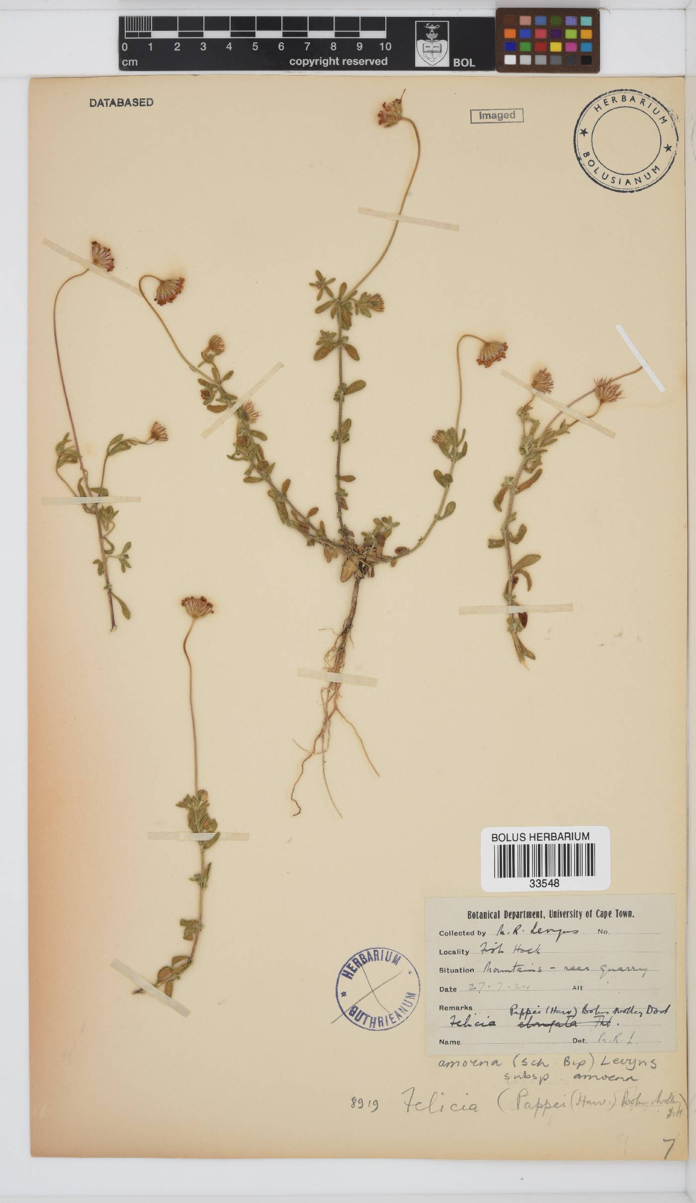 Felicia amoena subsp. amoena image