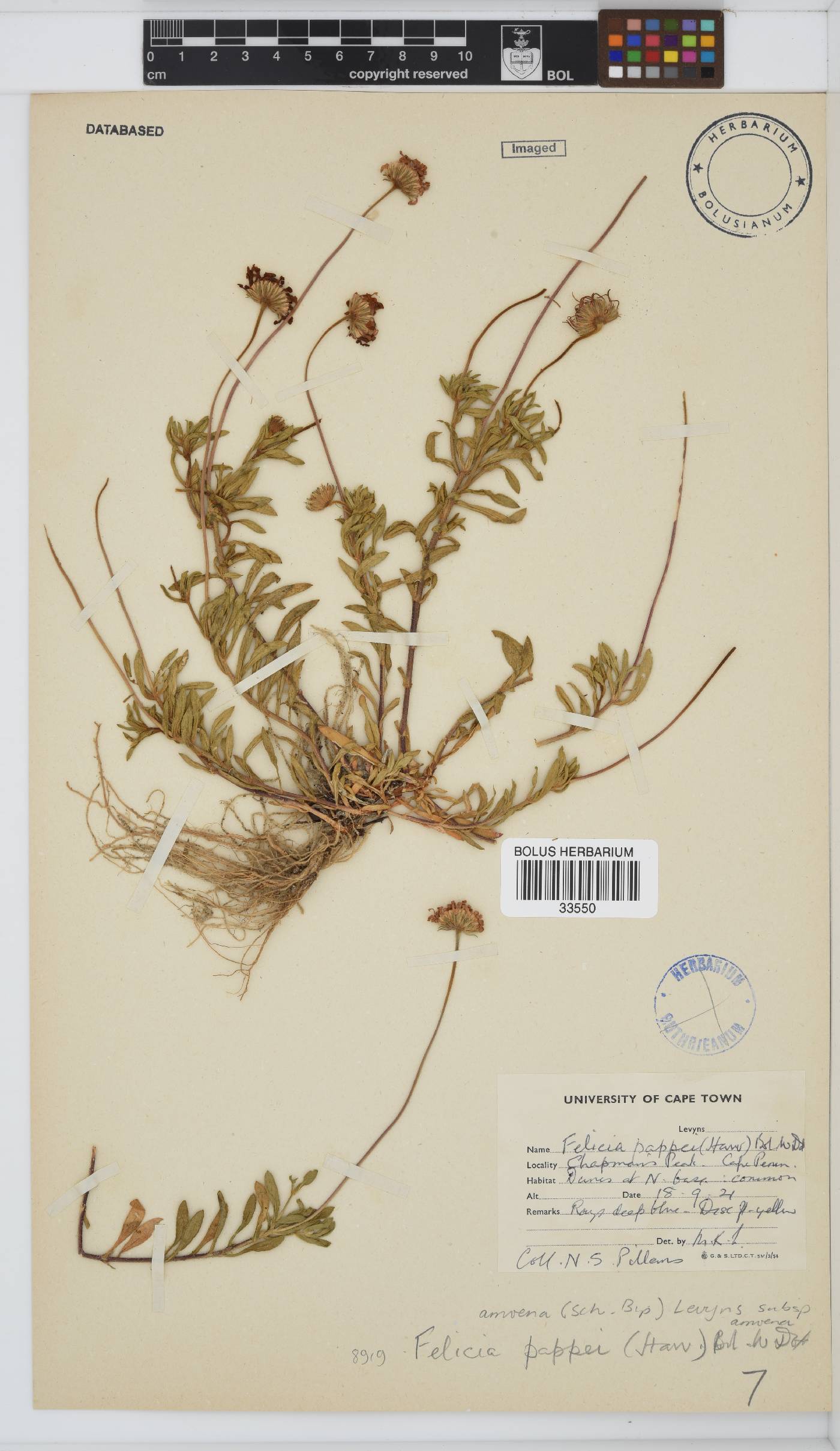 Felicia amoena subsp. amoena image