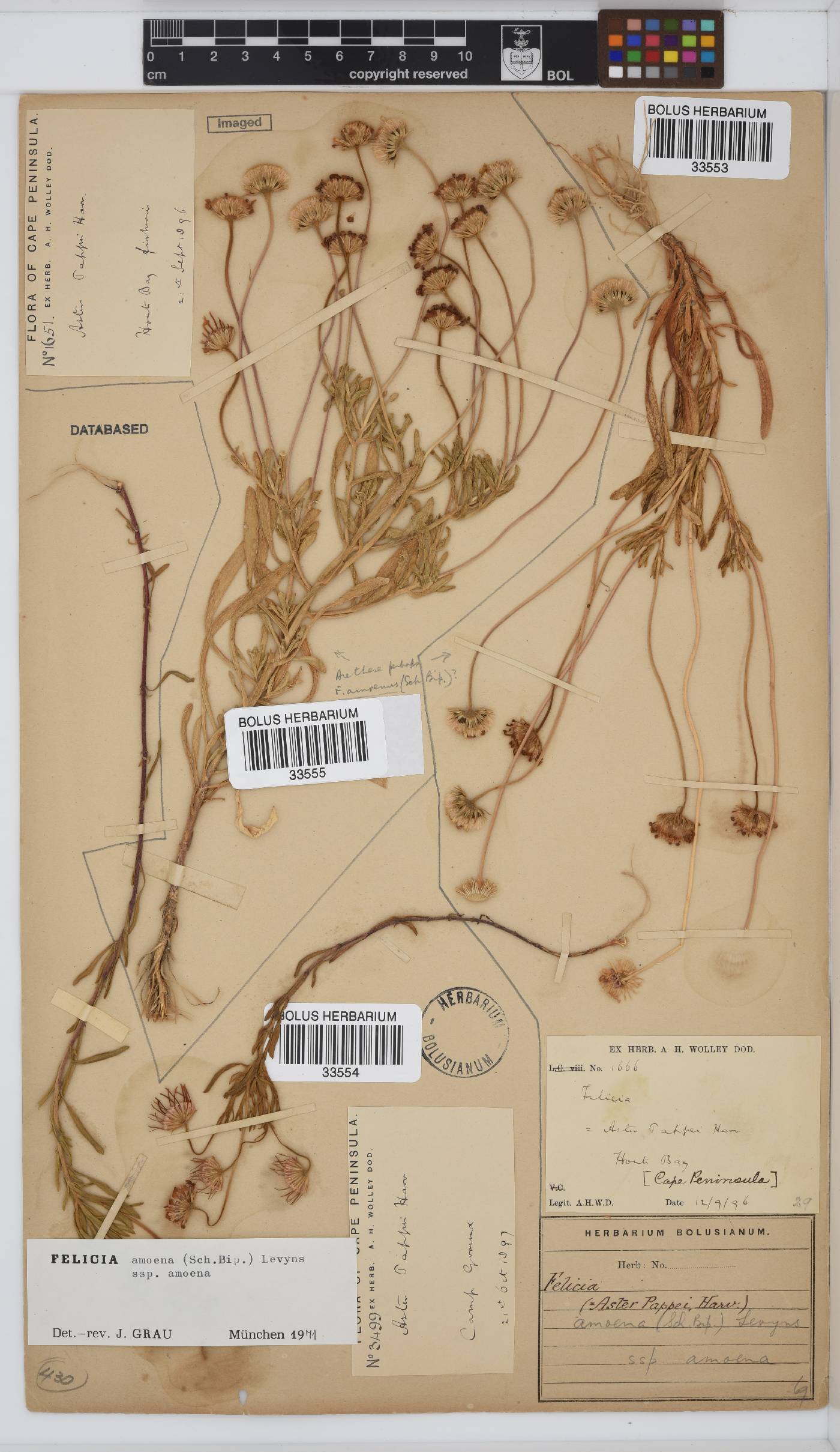 Felicia amoena subsp. amoena image
