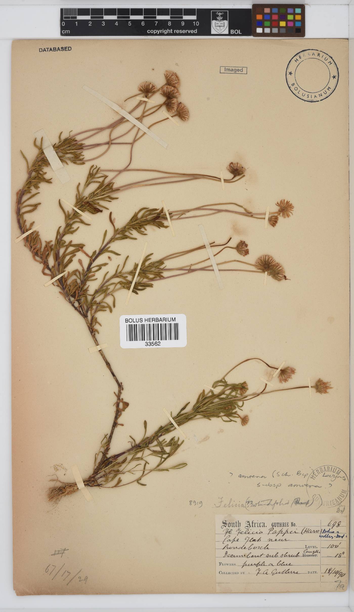 Felicia amoena subsp. amoena image