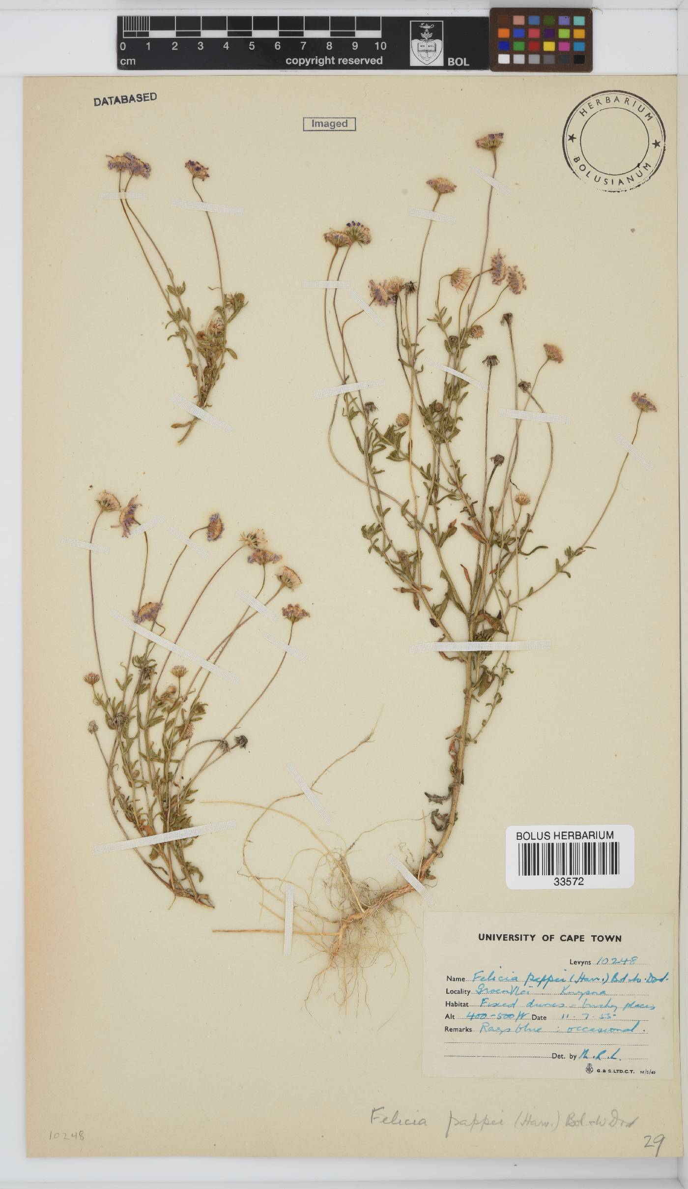 Felicia amoena subsp. amoena image