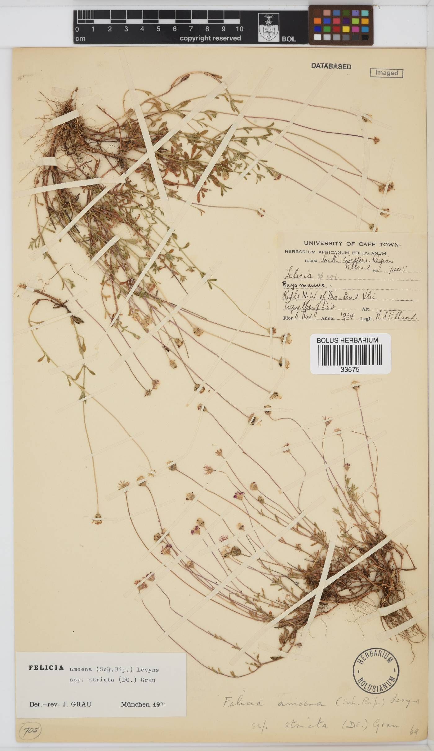 Felicia amoena subsp. stricta image