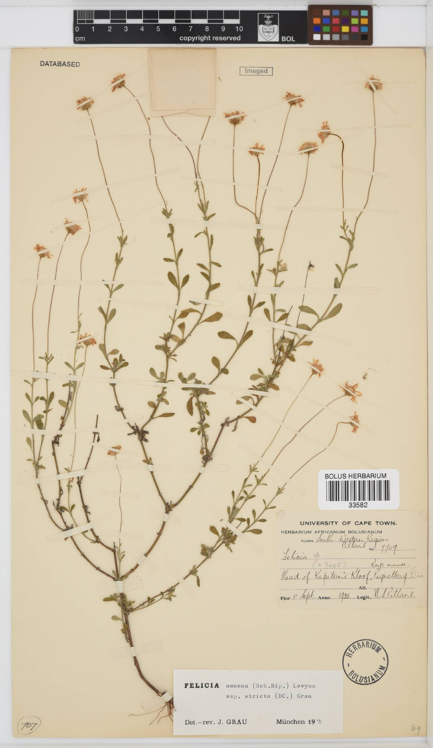 Felicia amoena subsp. stricta image