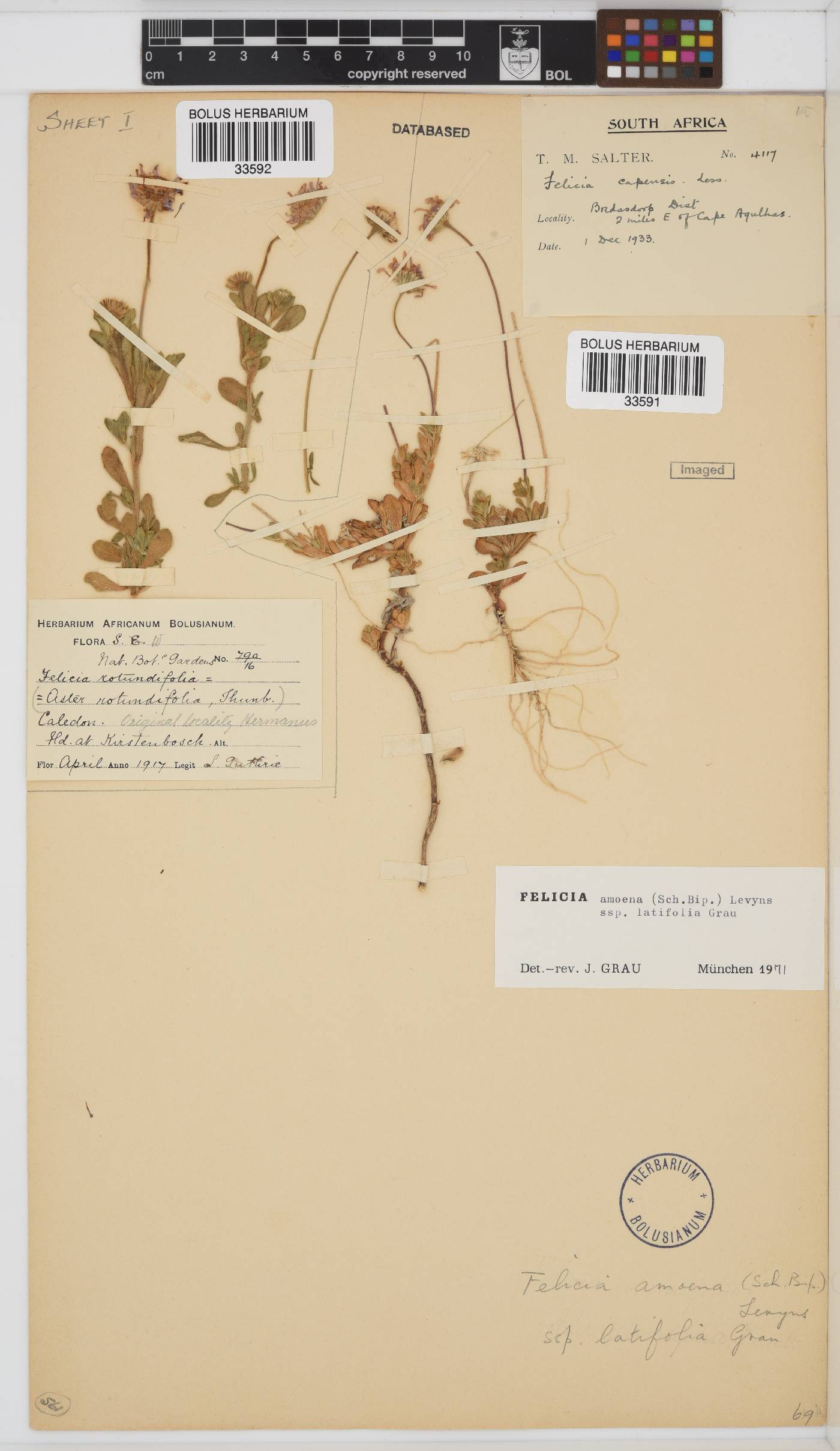 Felicia amoena subsp. latifolia image