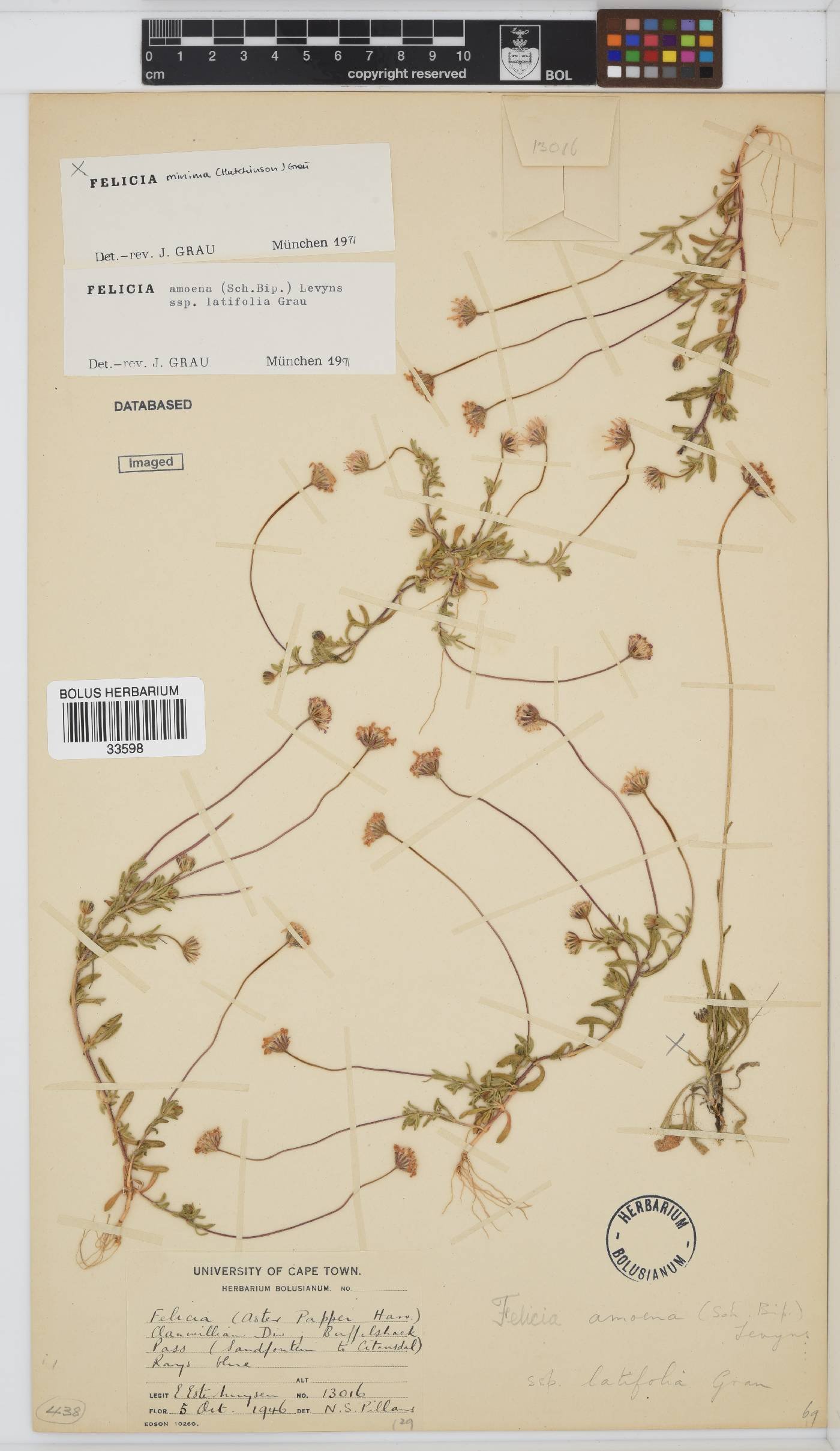 Felicia amoena subsp. latifolia image