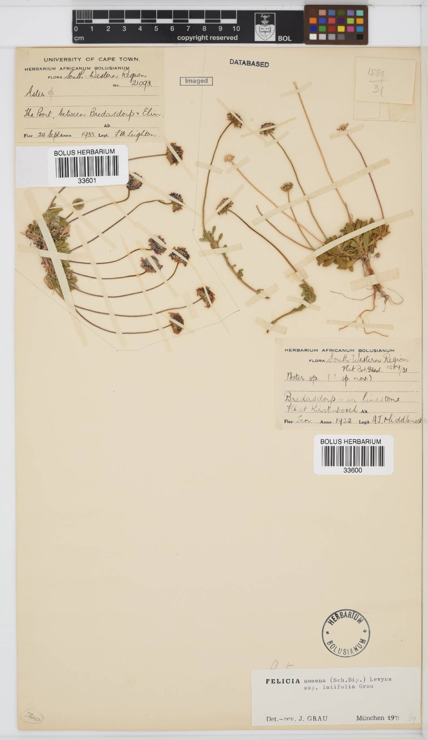 Felicia amoena subsp. latifolia image