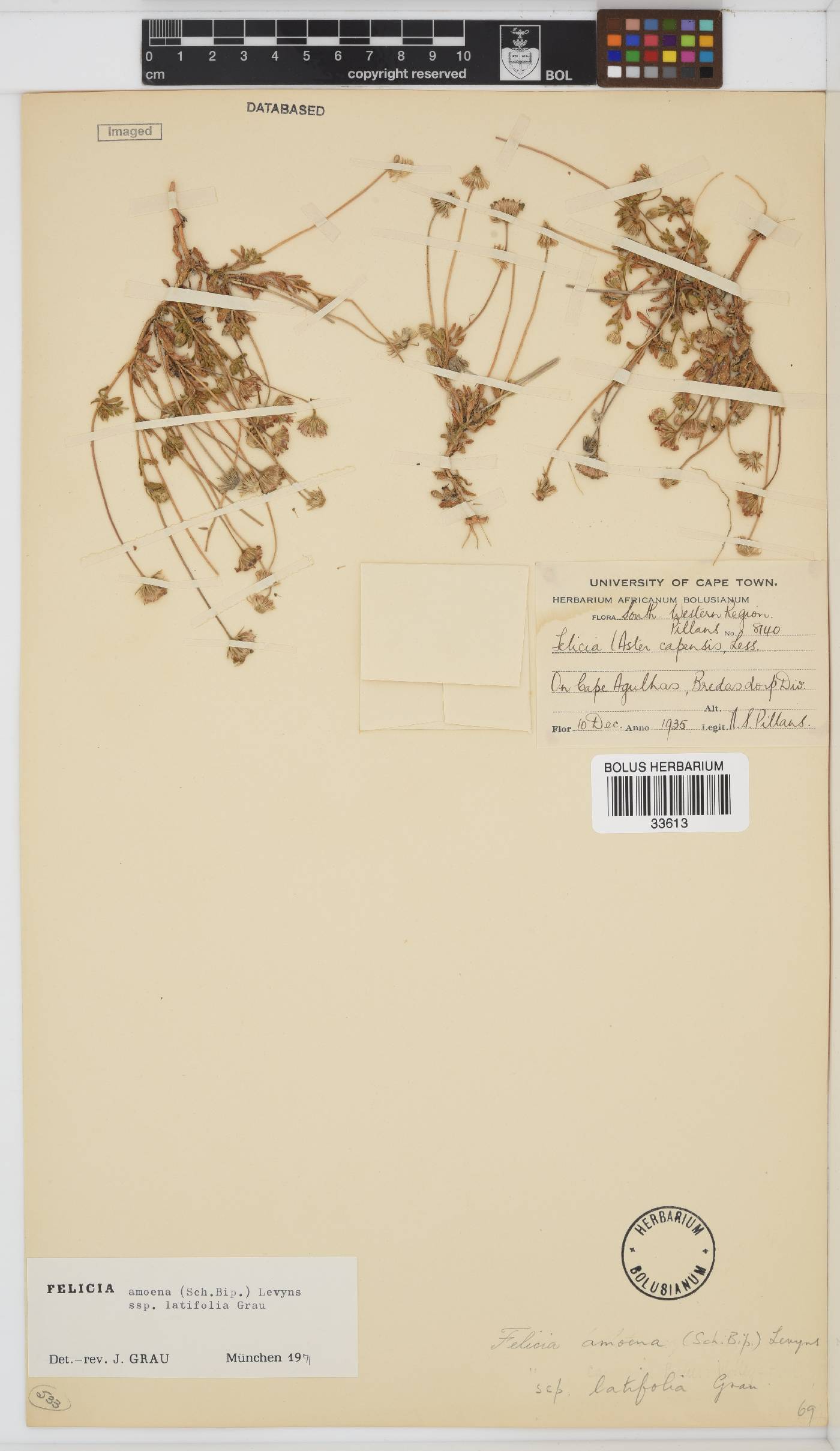 Felicia amoena subsp. latifolia image