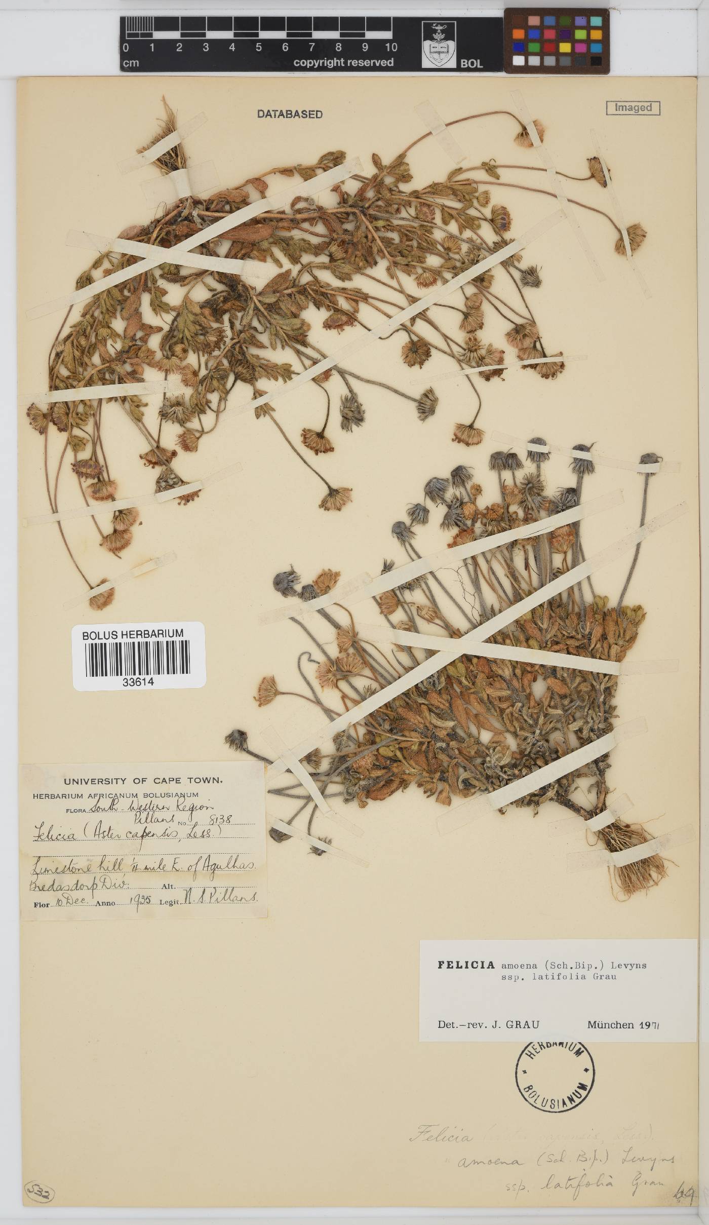 Felicia amoena subsp. latifolia image
