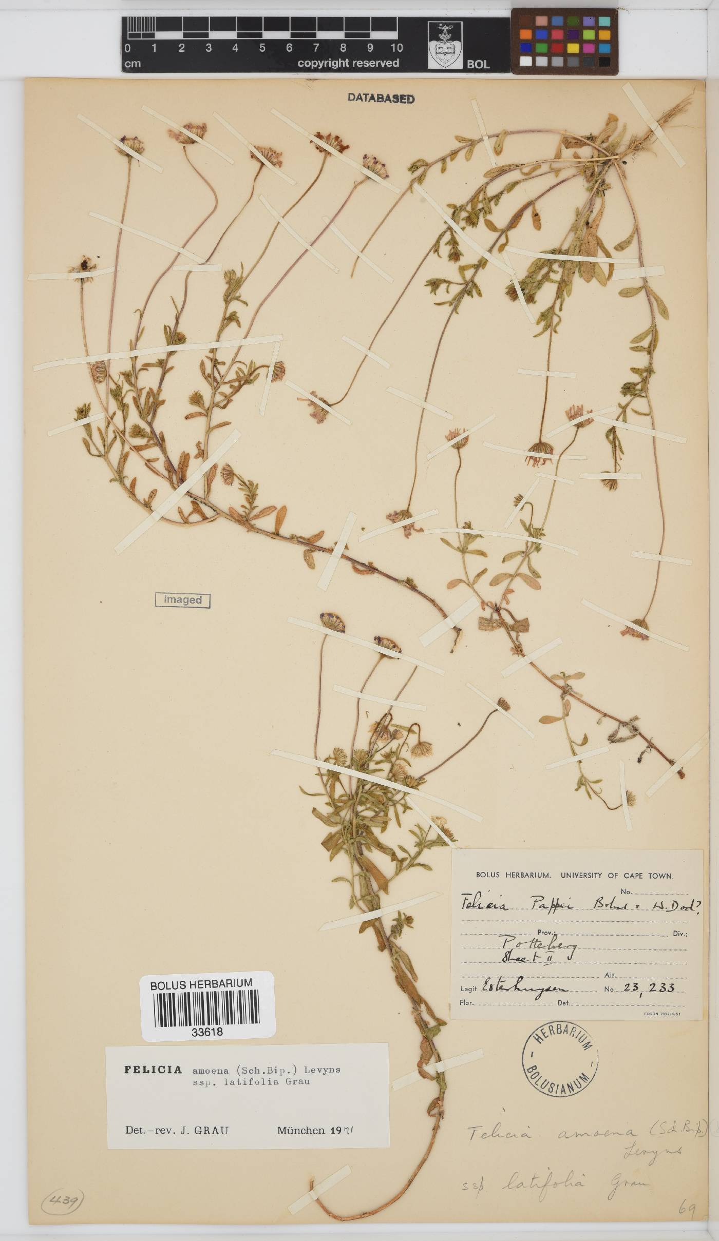 Felicia amoena subsp. latifolia image