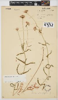 Felicia stenophylla image