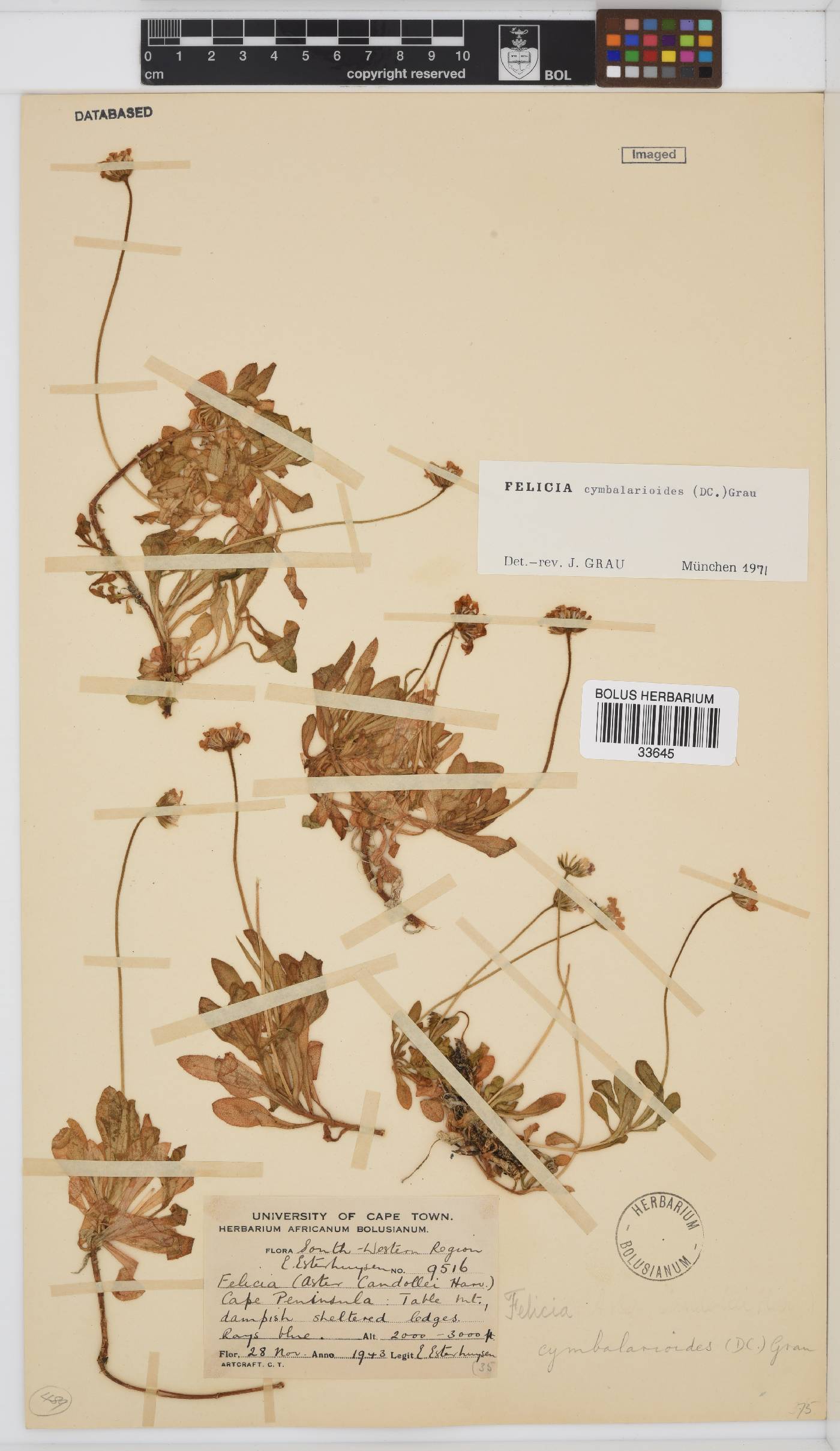 Felicia cymbalarioides image