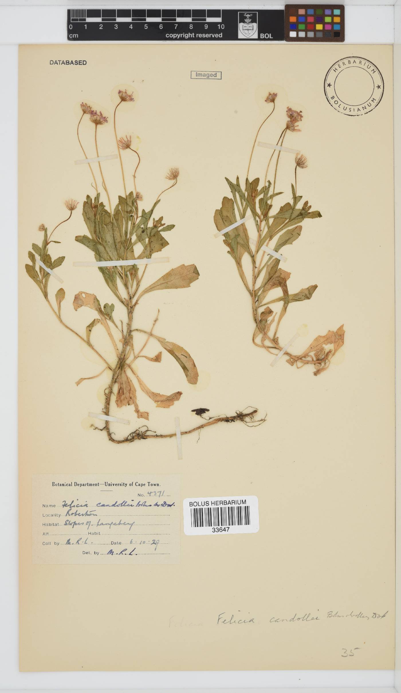 Felicia cymbalarioides image