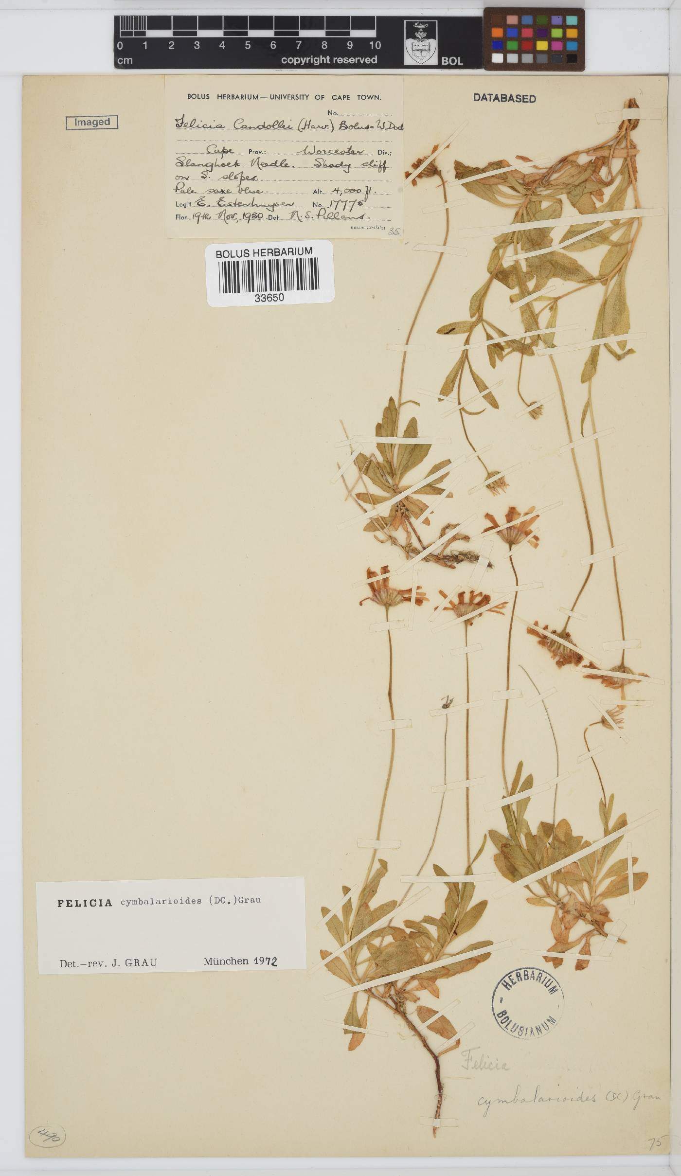Felicia cymbalarioides image