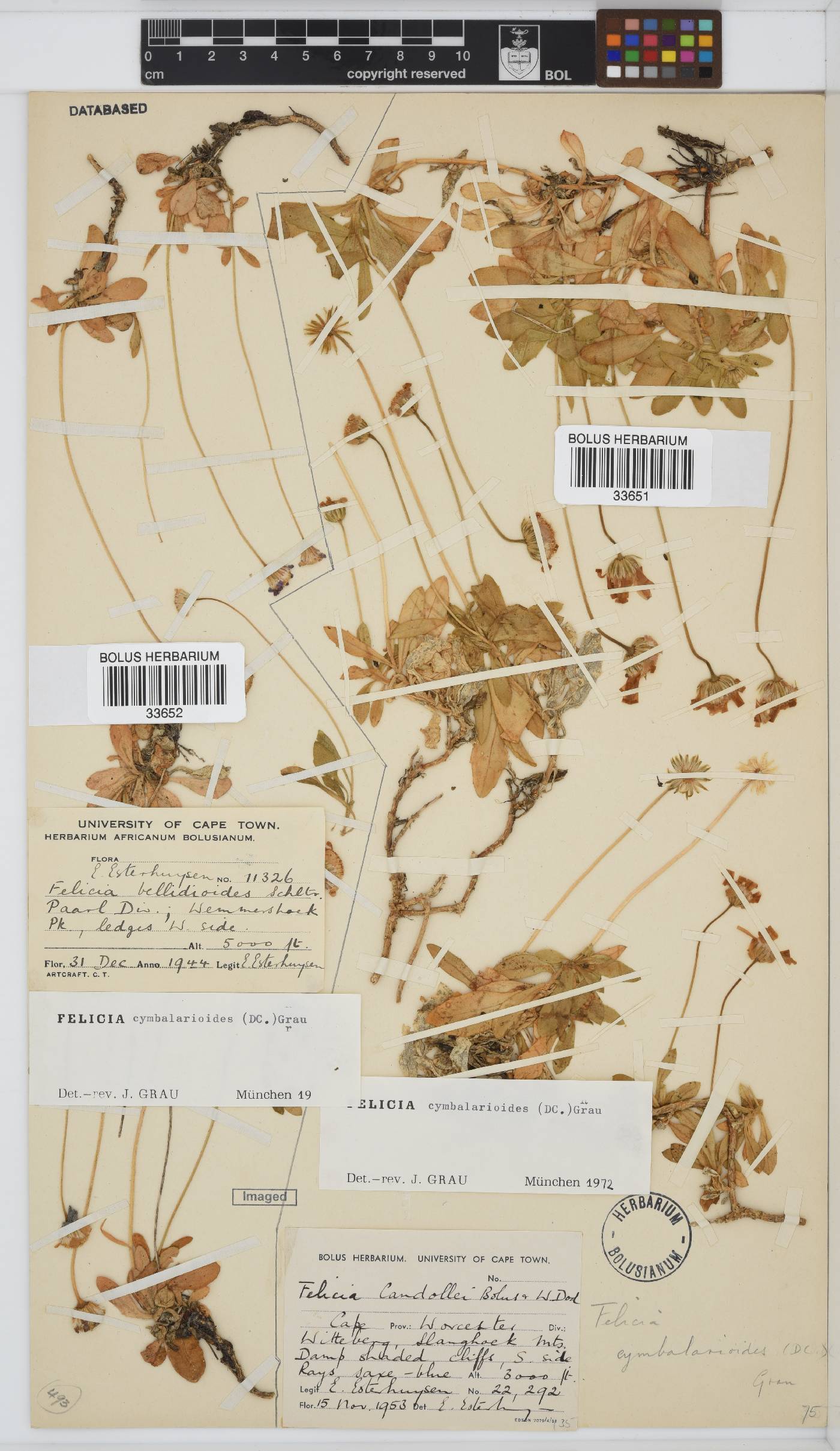 Felicia cymbalarioides image