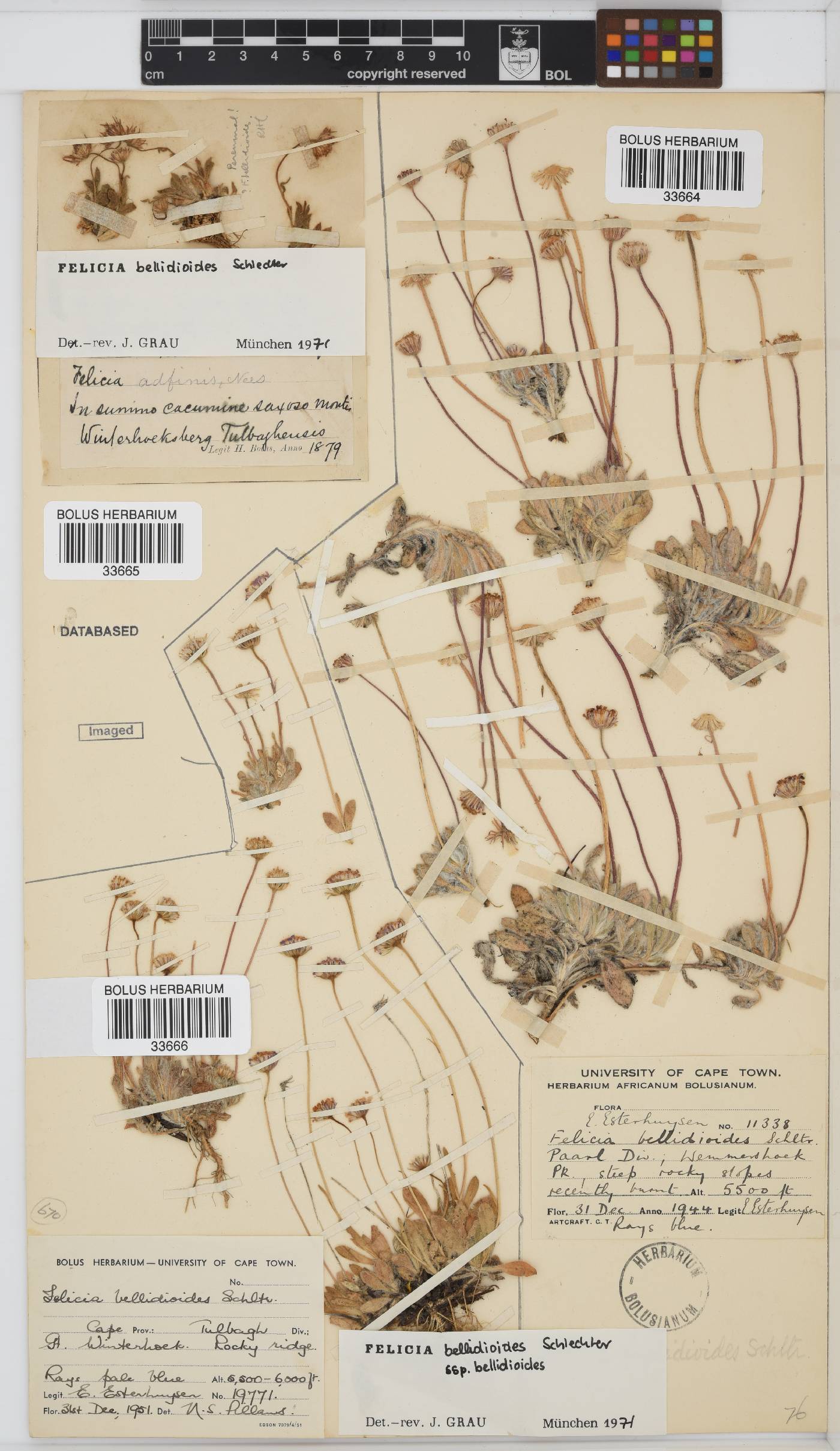 Felicia bellidioides subsp. bellidioides image