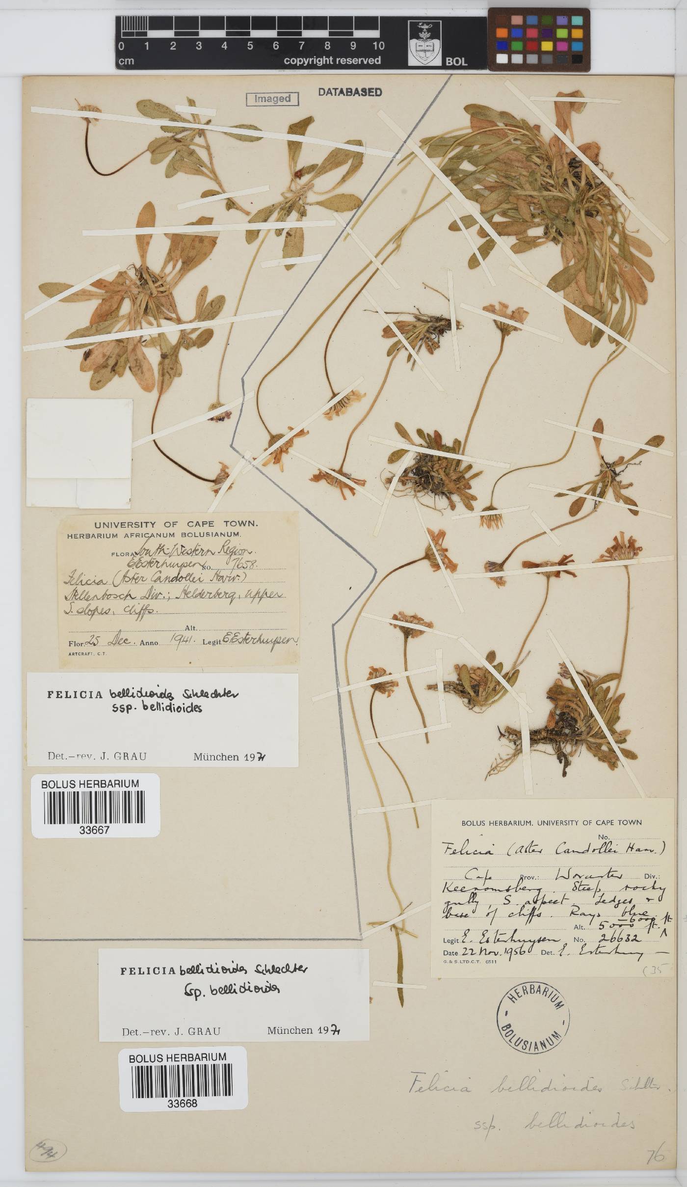 Felicia bellidioides subsp. bellidioides image