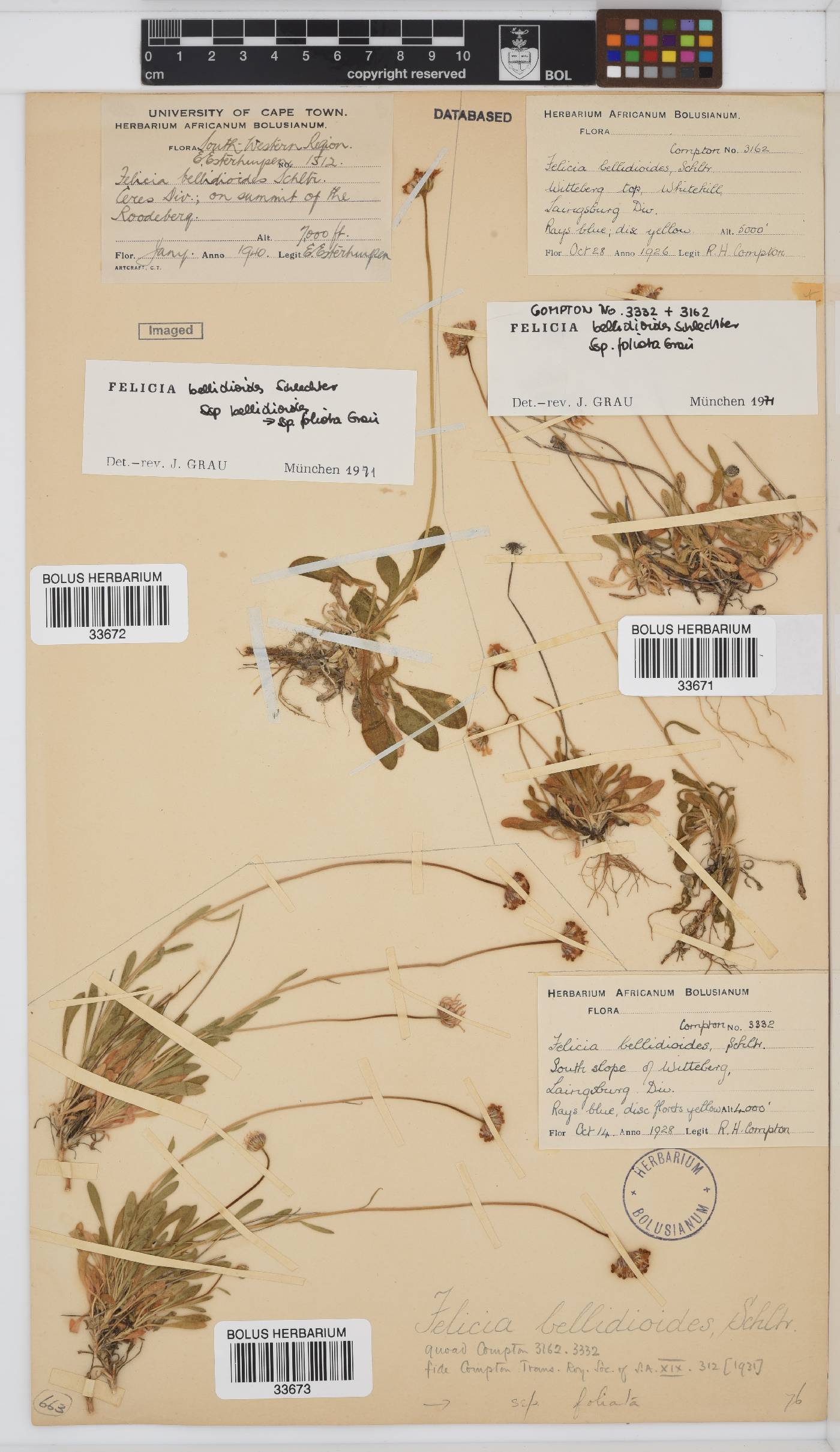 Felicia bellidioides subsp. foliata image