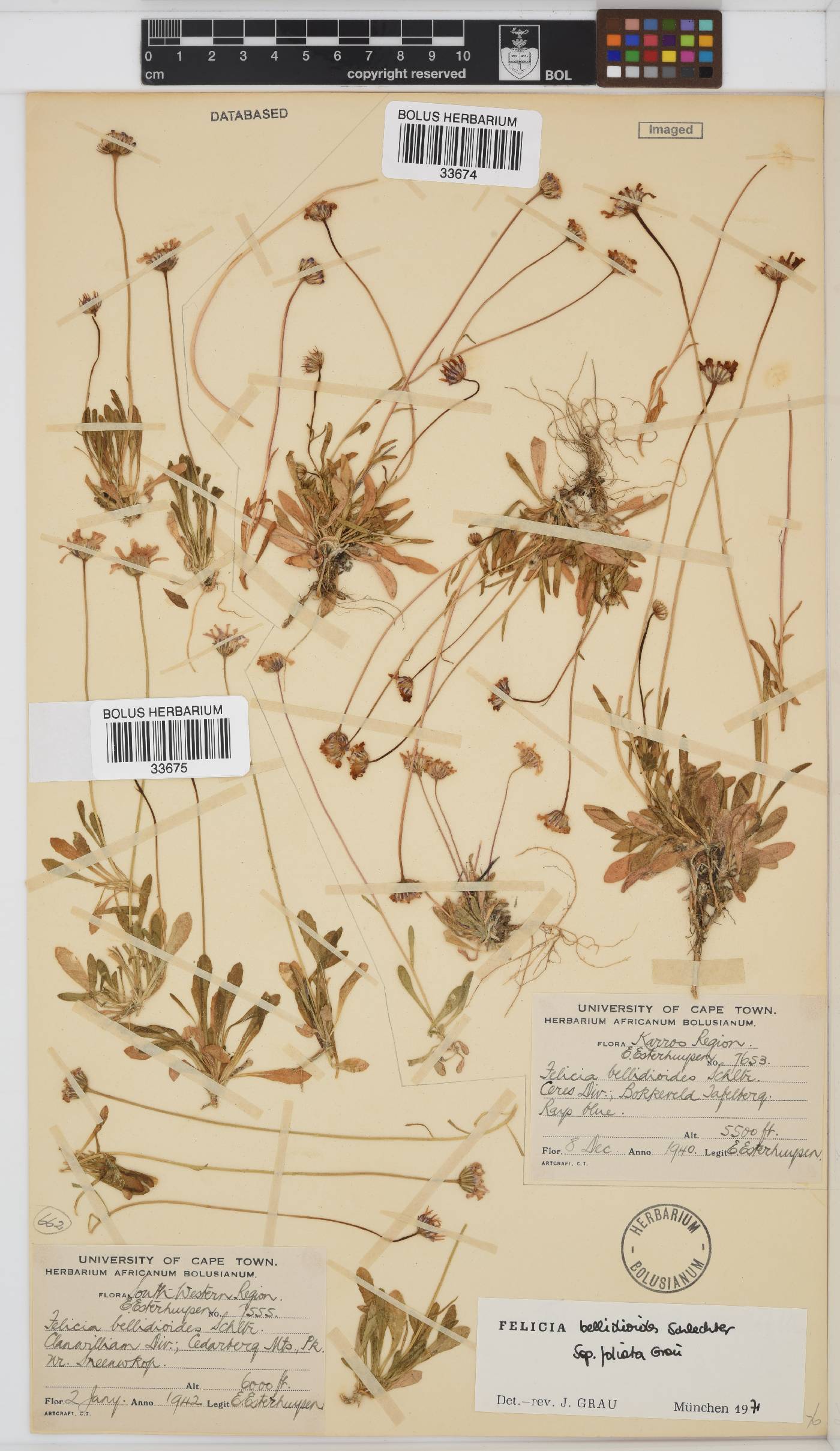 Felicia bellidioides subsp. foliata image