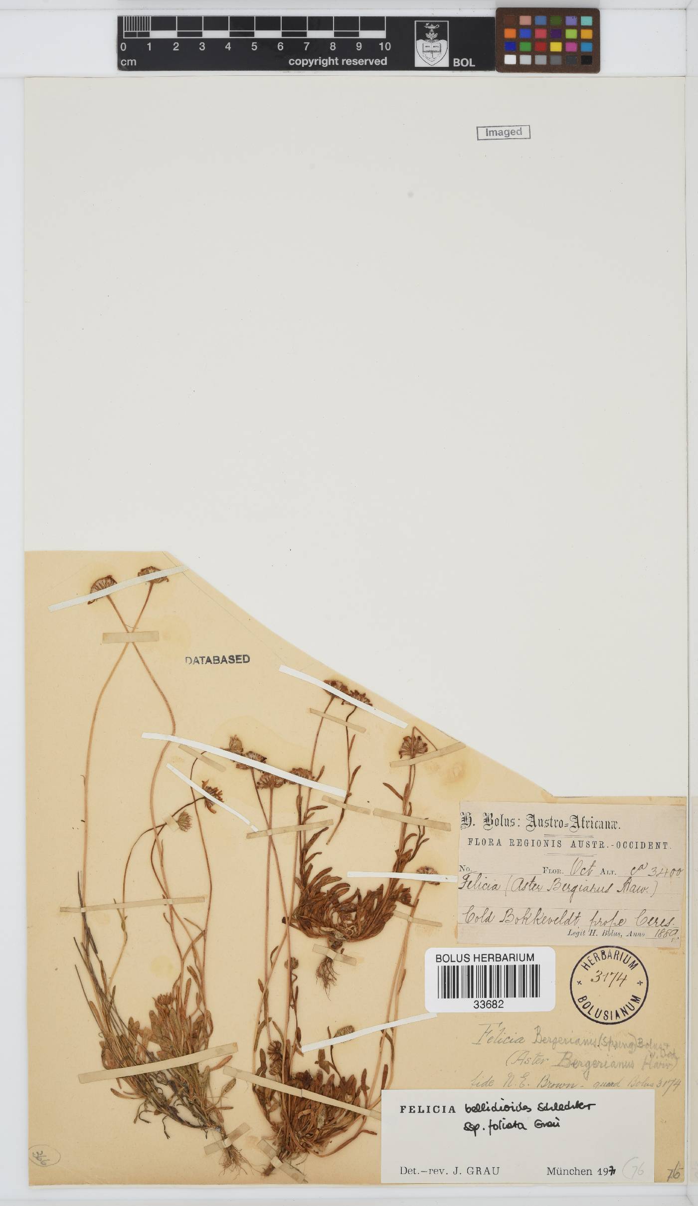 Felicia bellidioides image