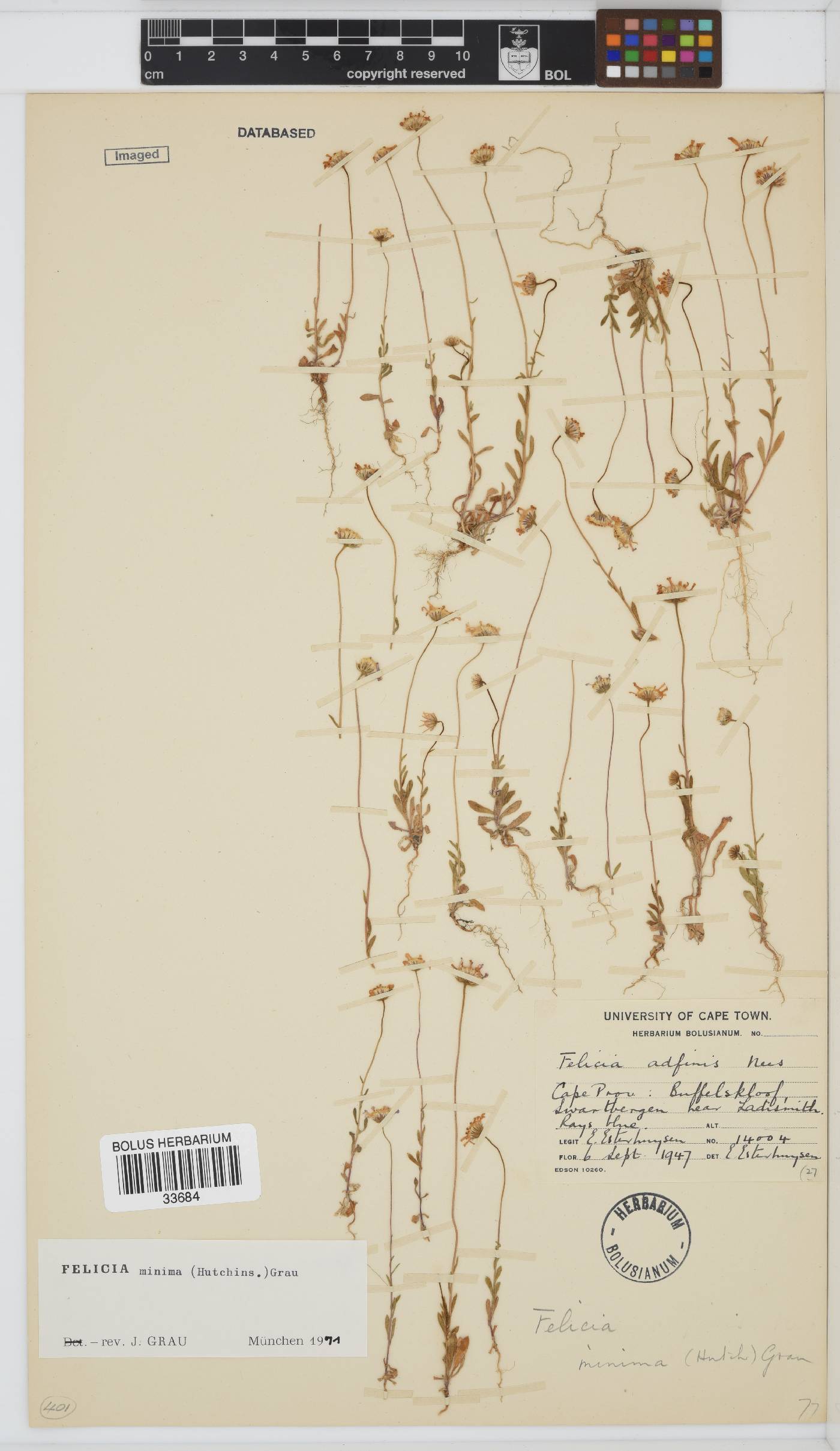 Felicia minima image