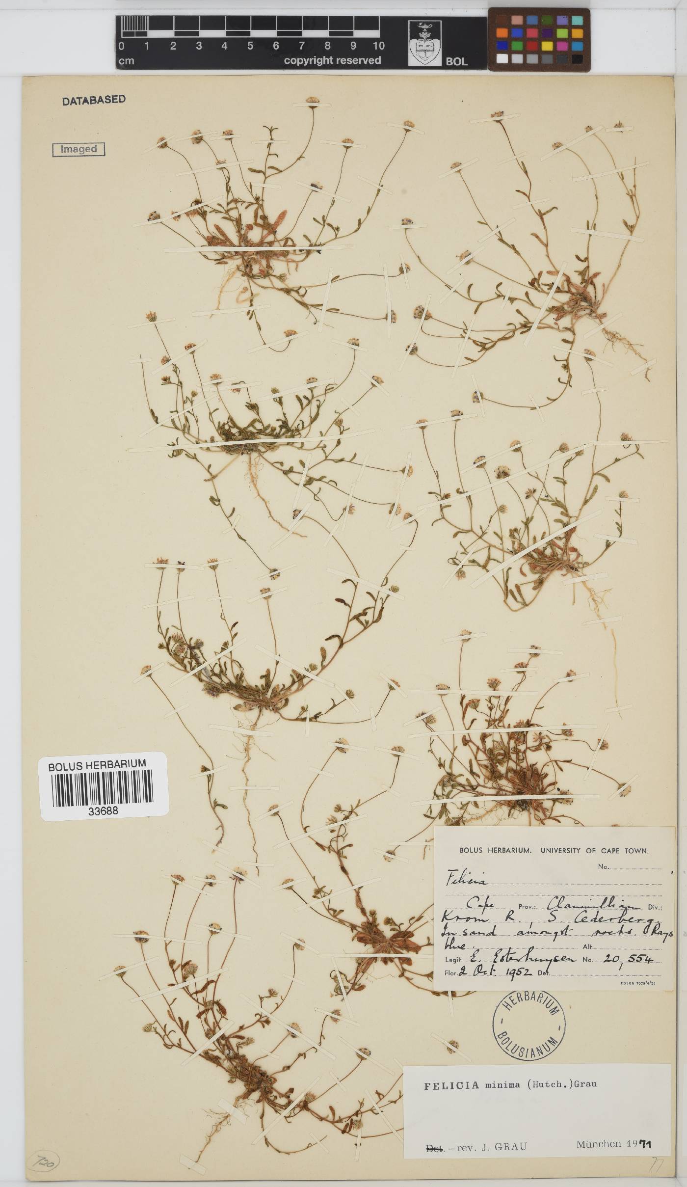Felicia minima image