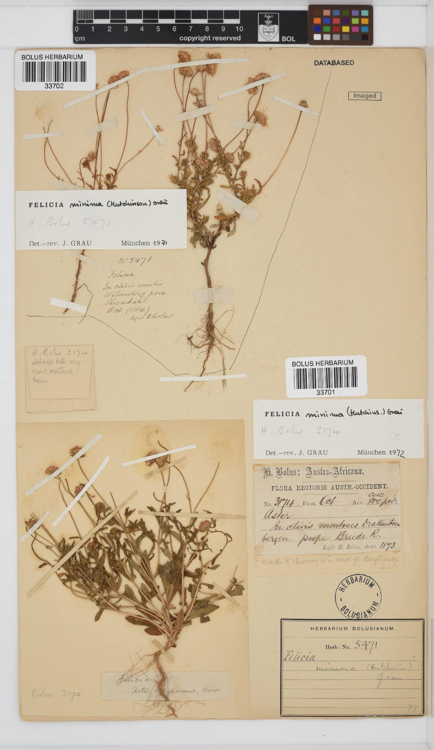 Felicia minima image