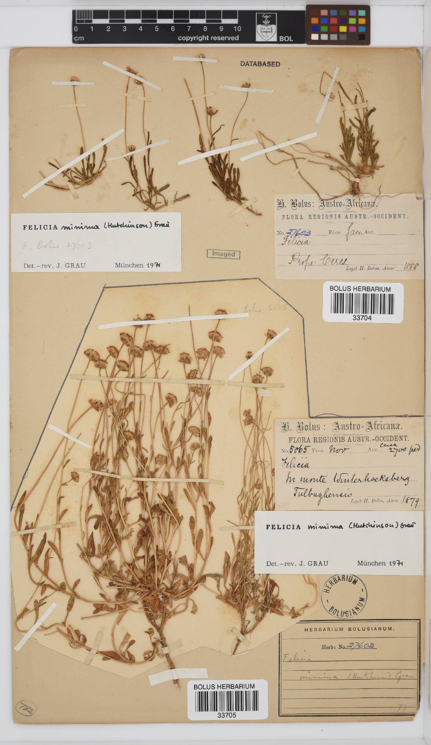 Felicia minima image