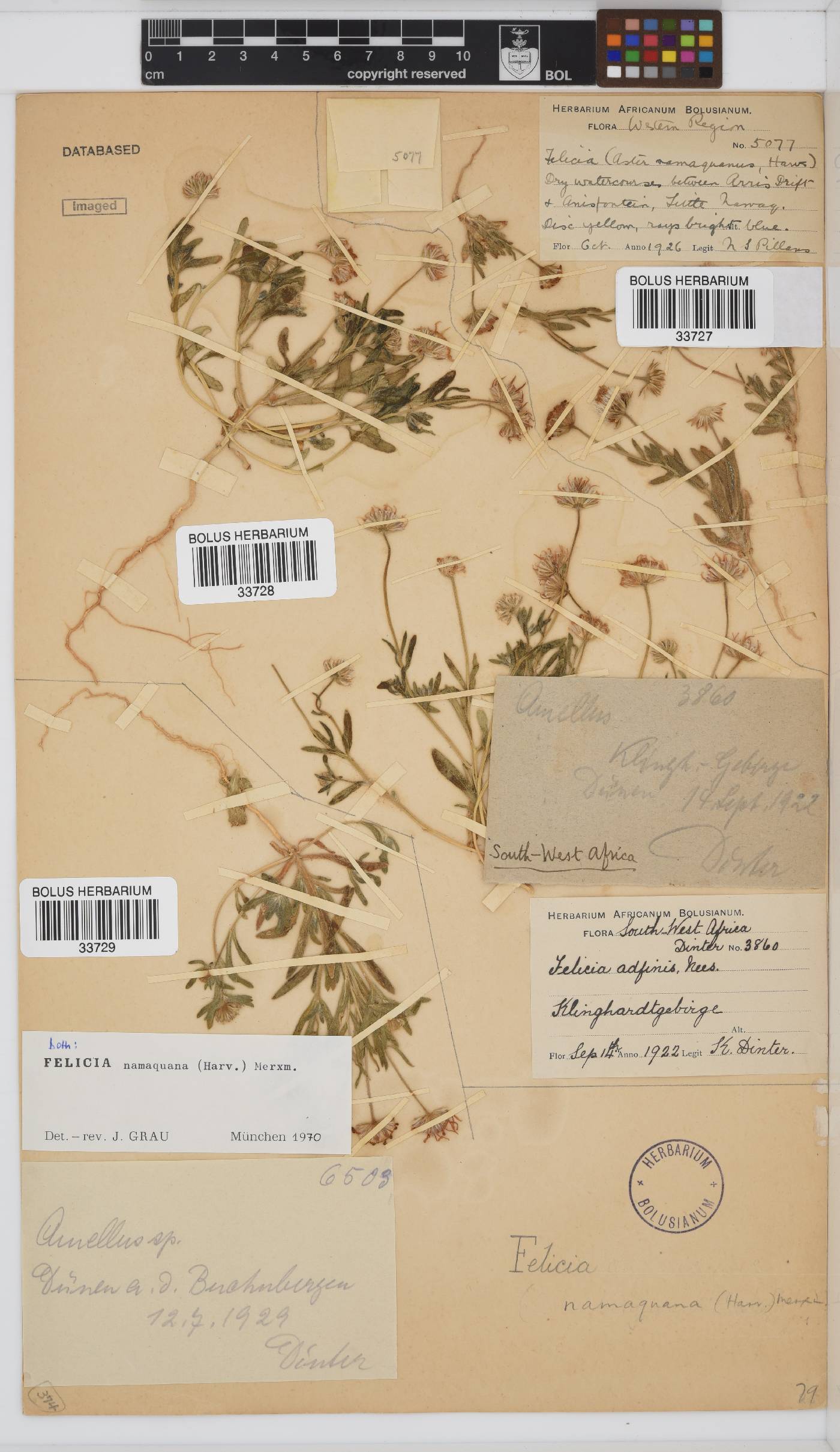 Felicia namaquana image