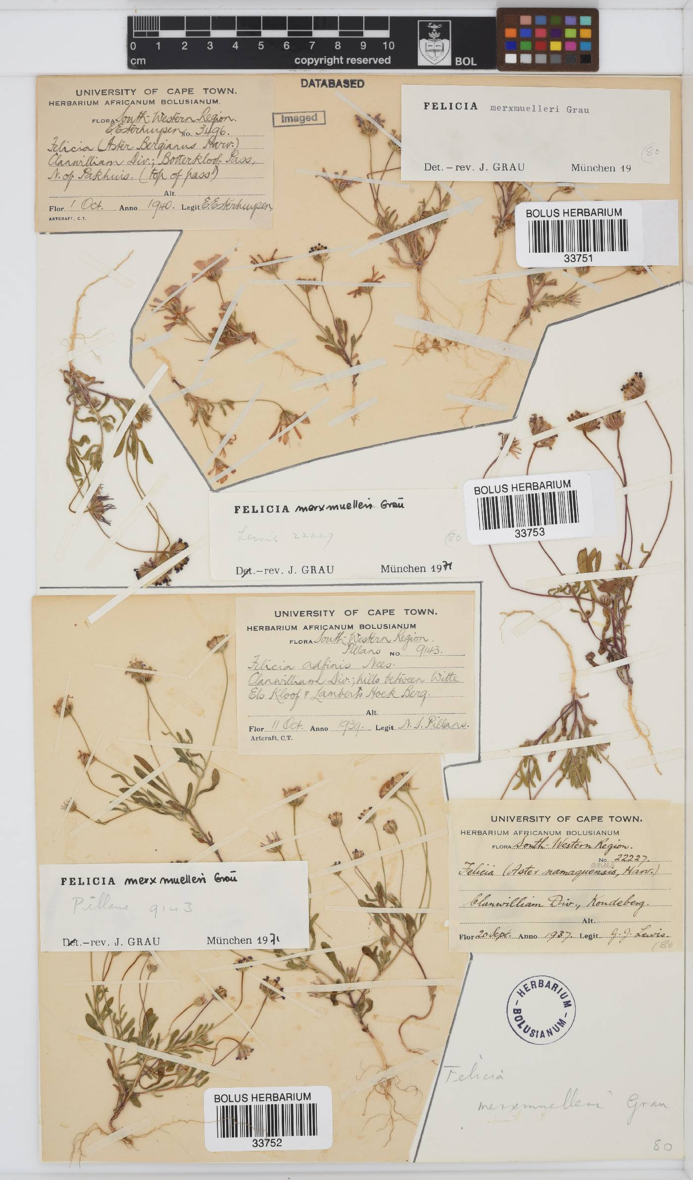 Felicia merxmuelleri image