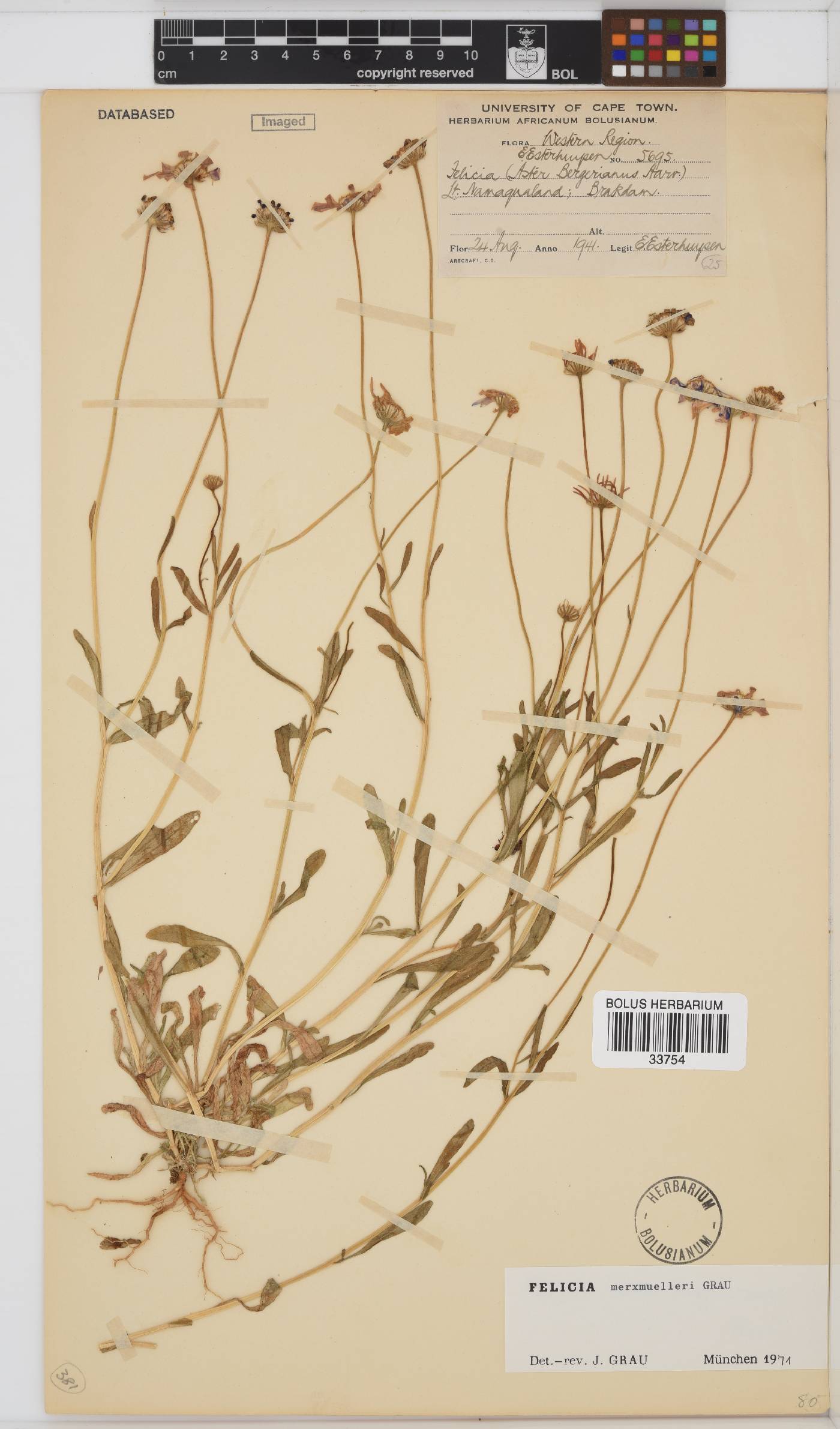 Felicia merxmuelleri image