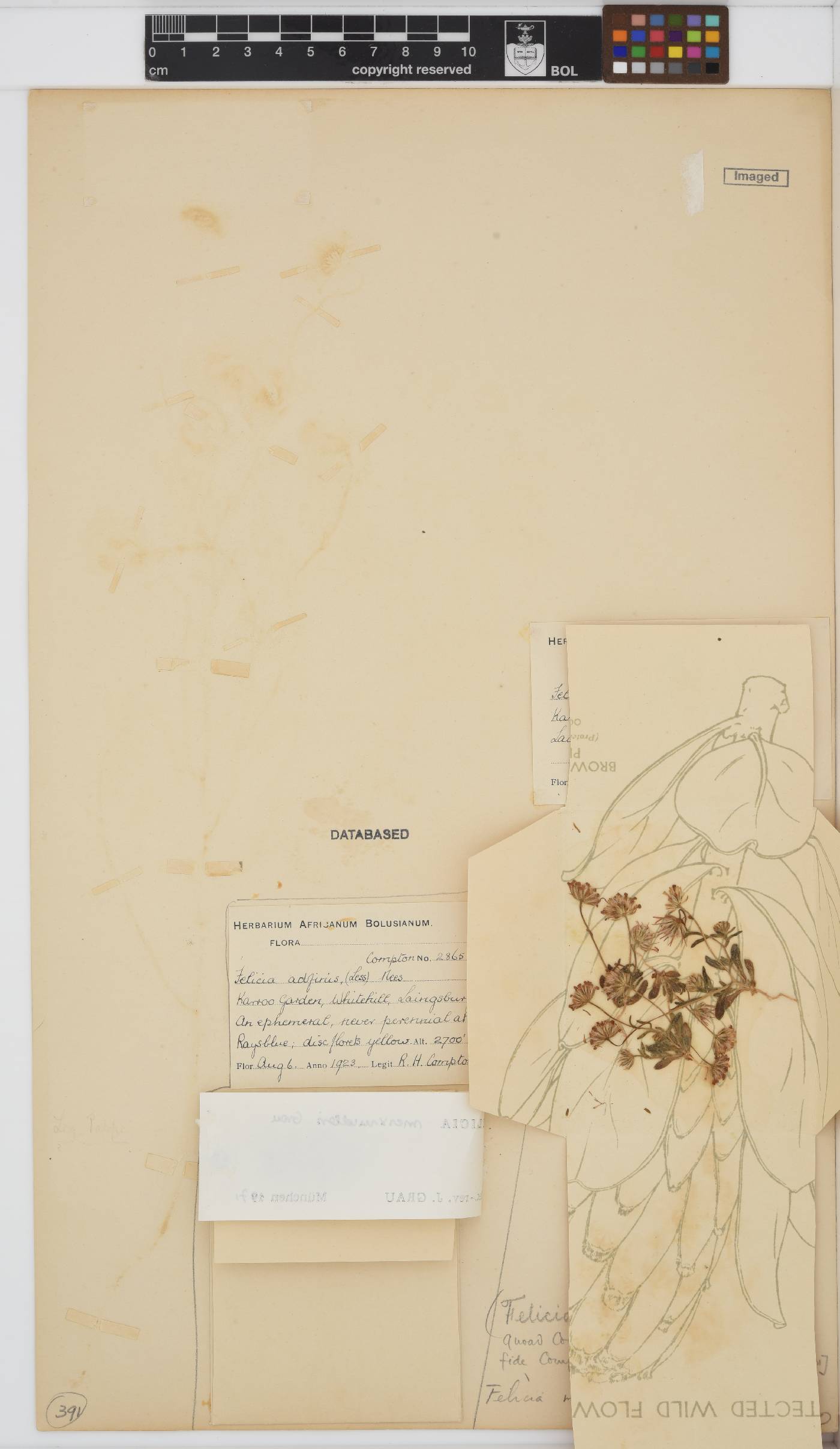Felicia merxmuelleri image