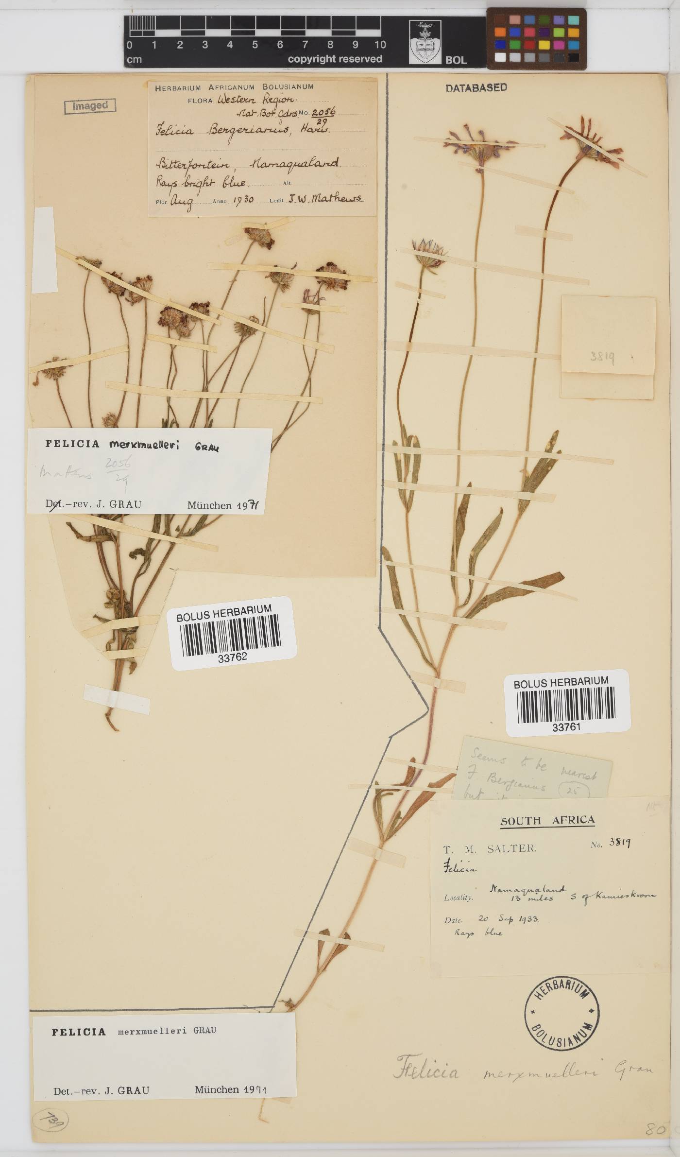 Felicia merxmuelleri image