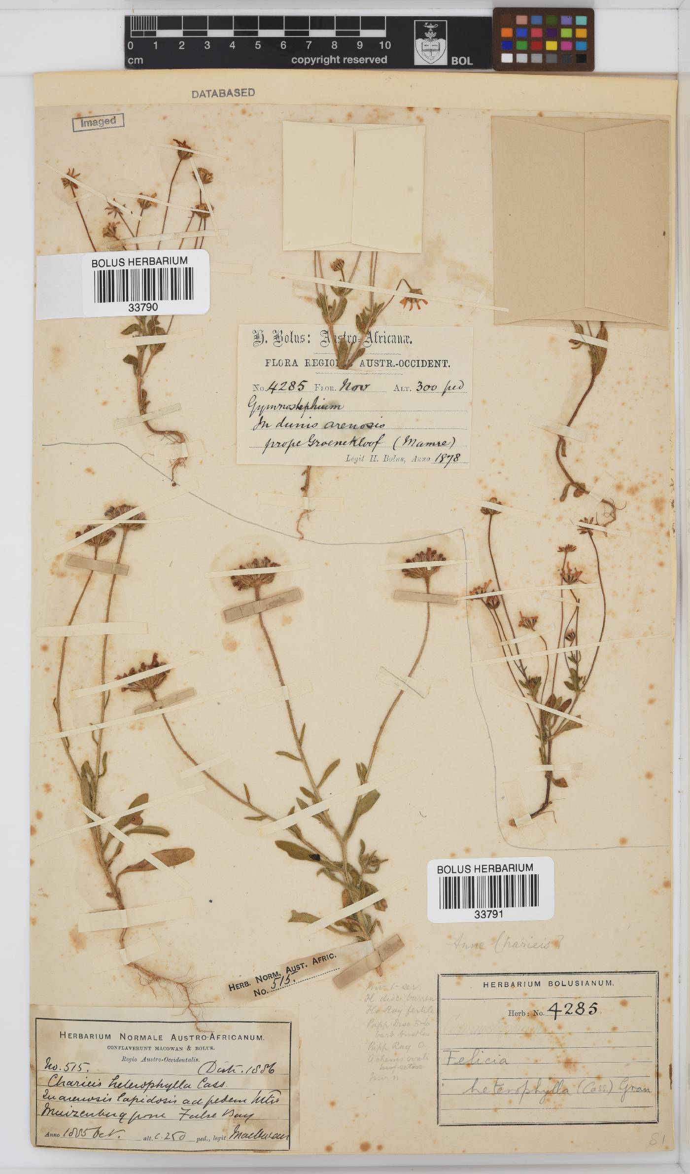 Felicia heterophylla image