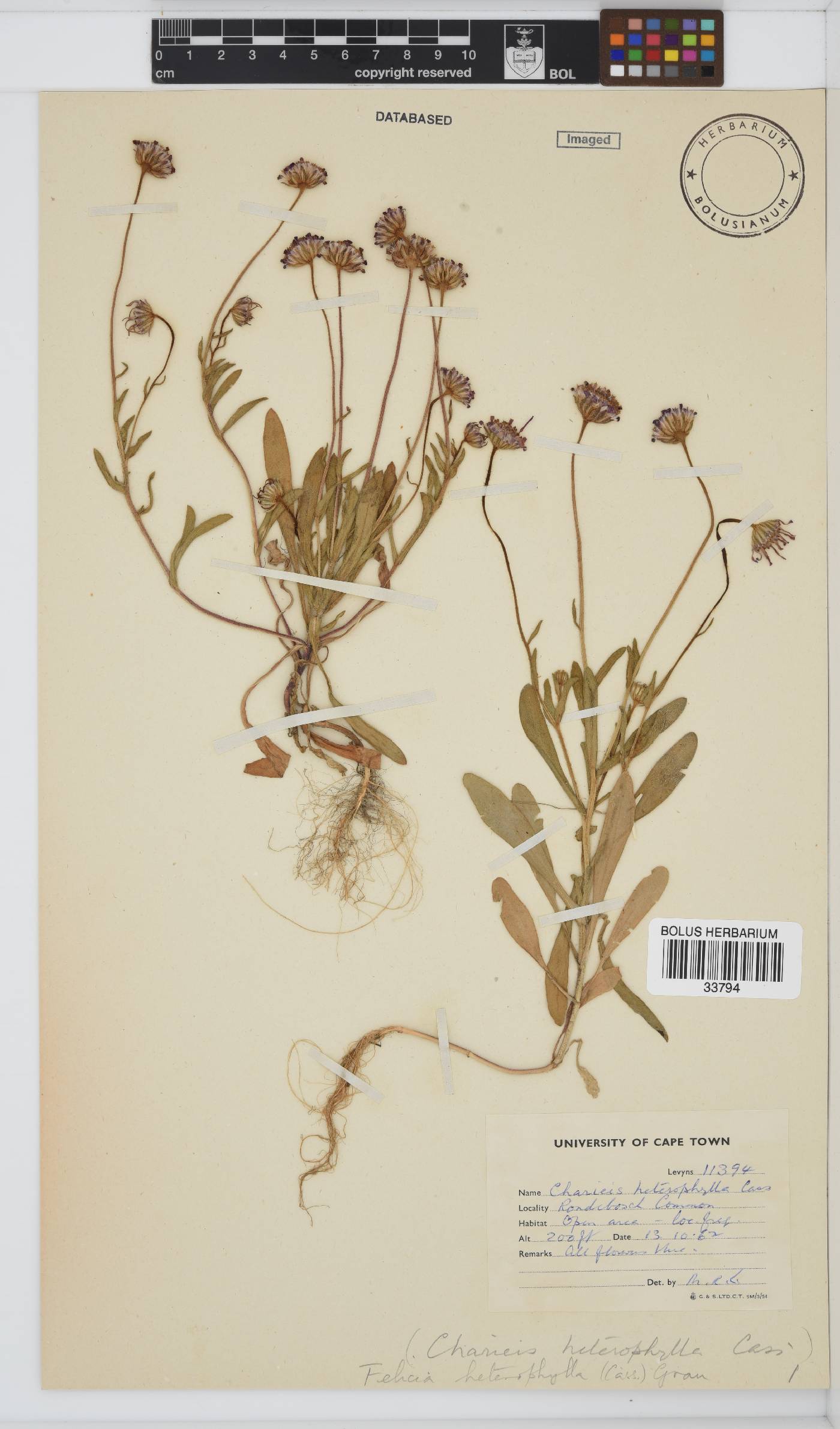 Felicia heterophylla image