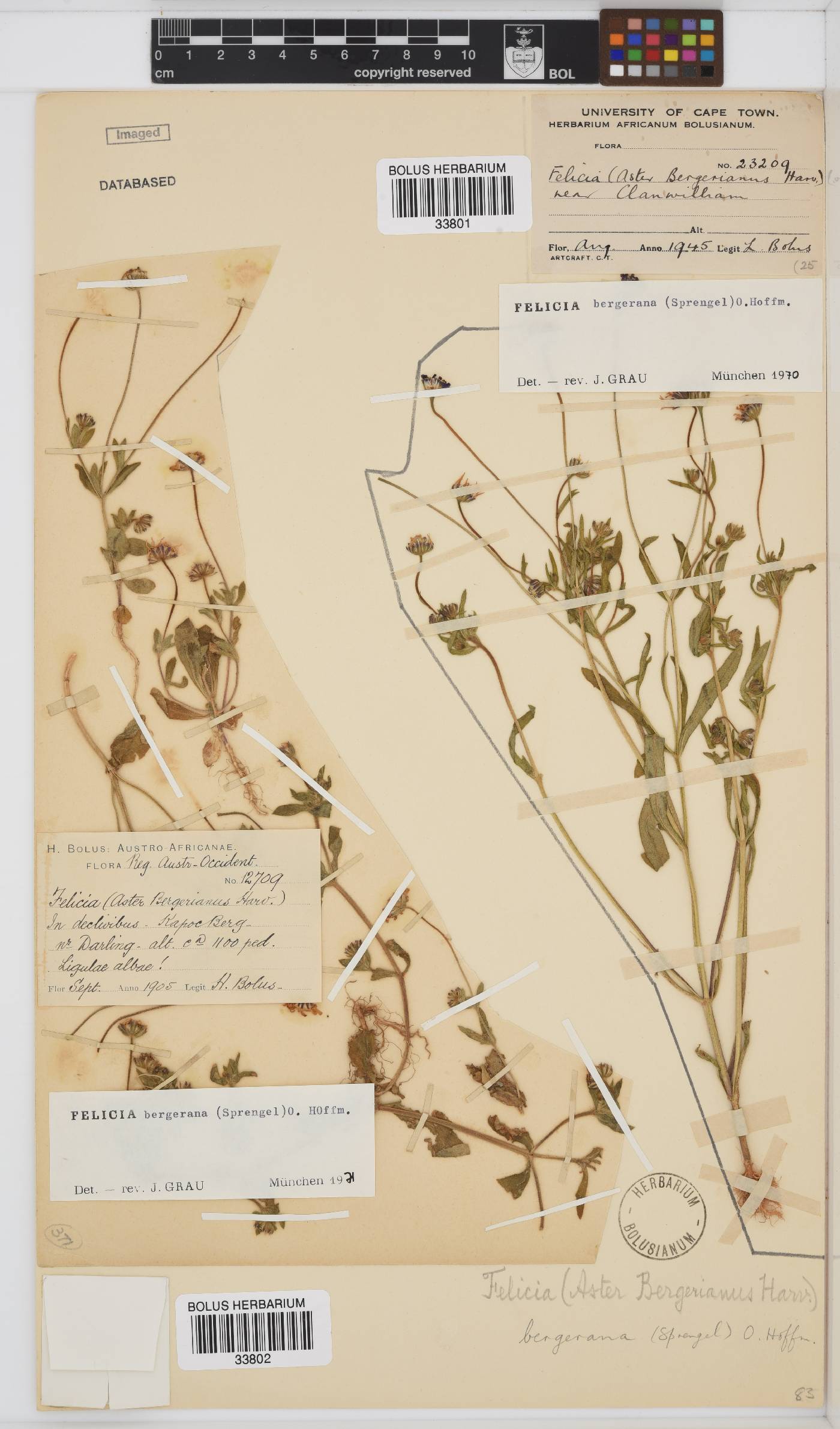 Felicia bergeriana image