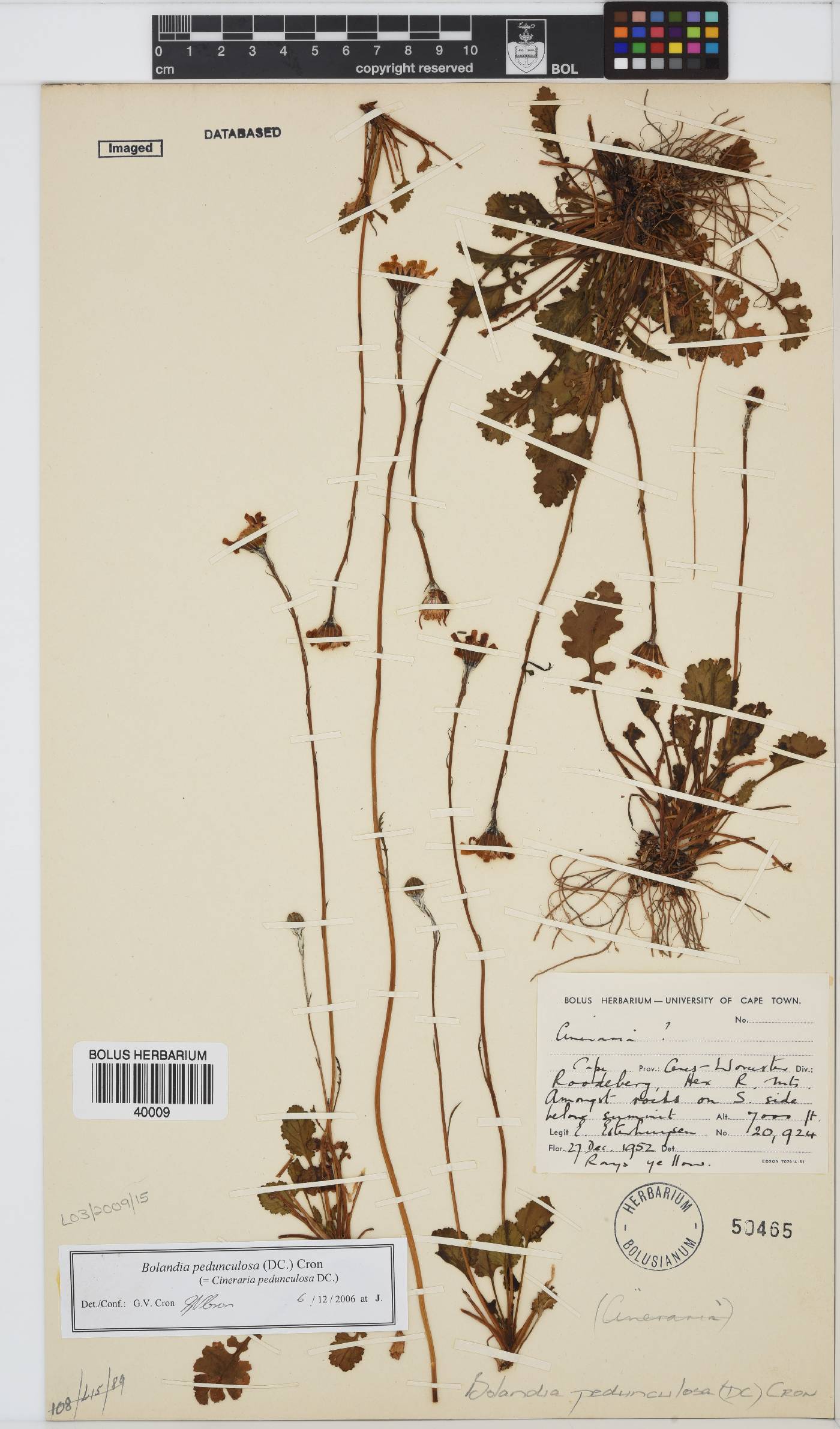 Bolandia pedunculosa image
