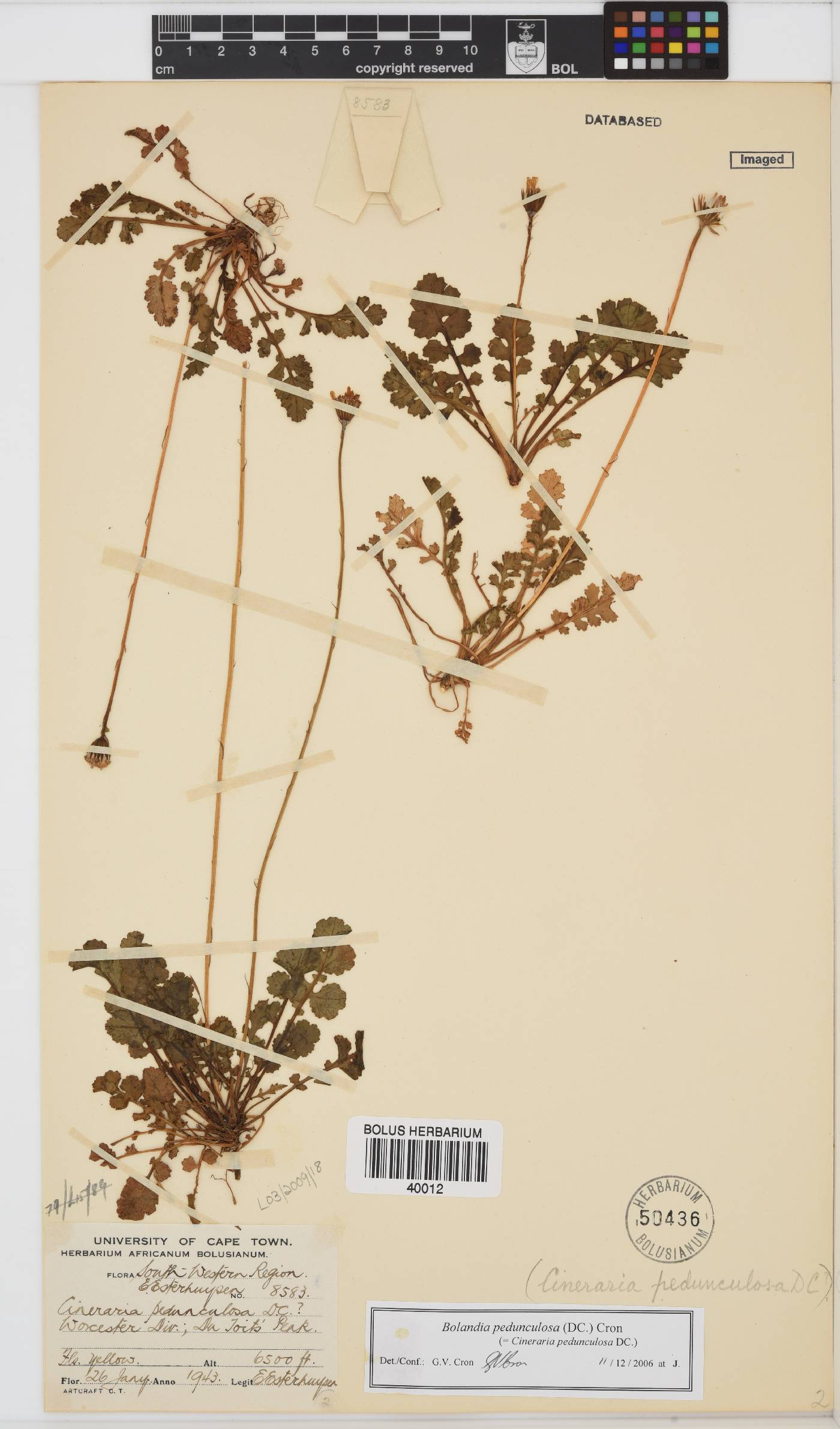 Bolandia pedunculosa image