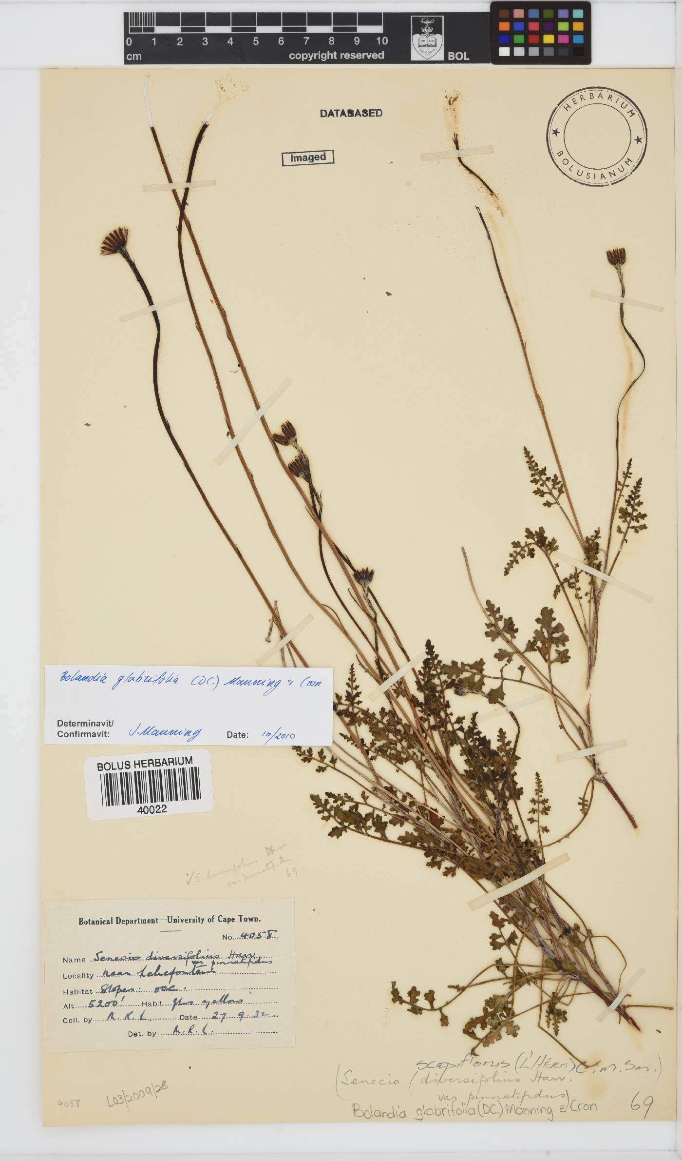 Bolandia glabrifolia image