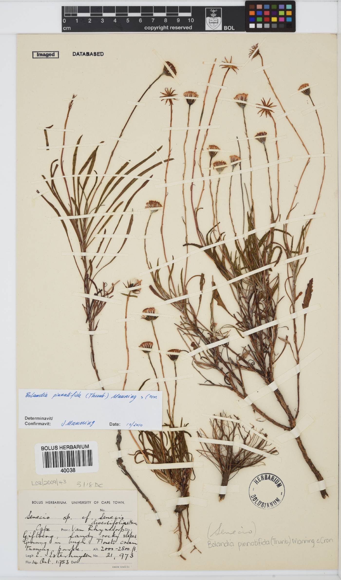 Bolandia pinnatifida image