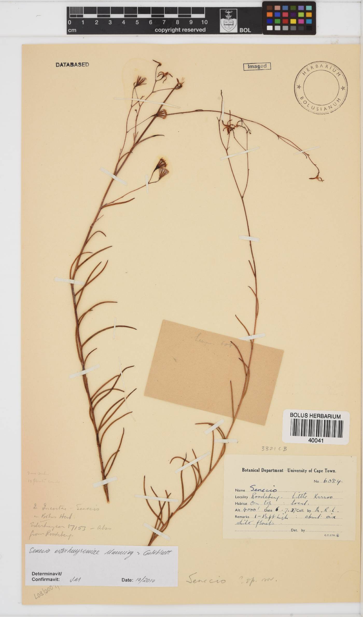 Senecio esterhuyseniae image
