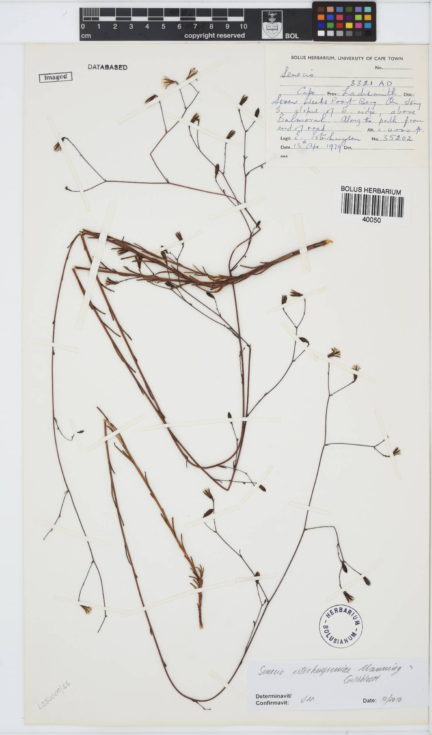 Senecio esterhuyseniae image