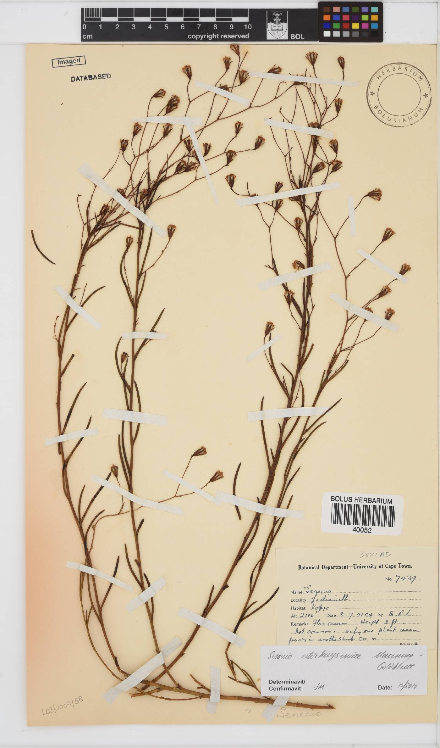 Senecio esterhuyseniae image