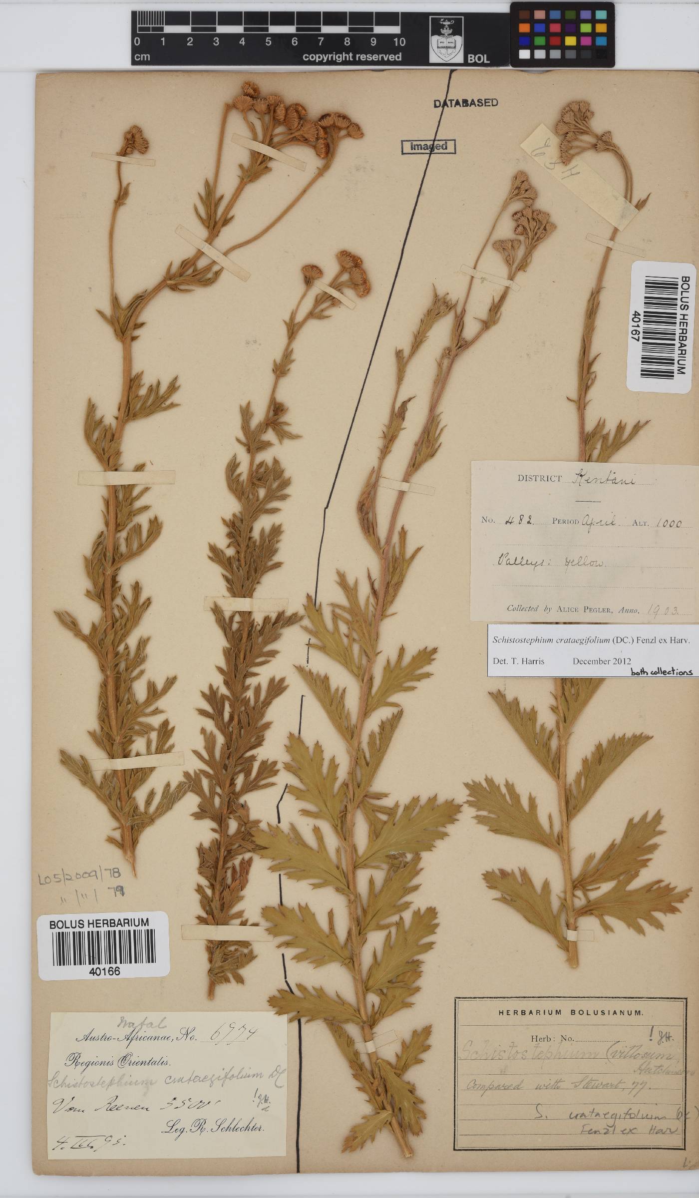 Schistostephium crataegifolium image