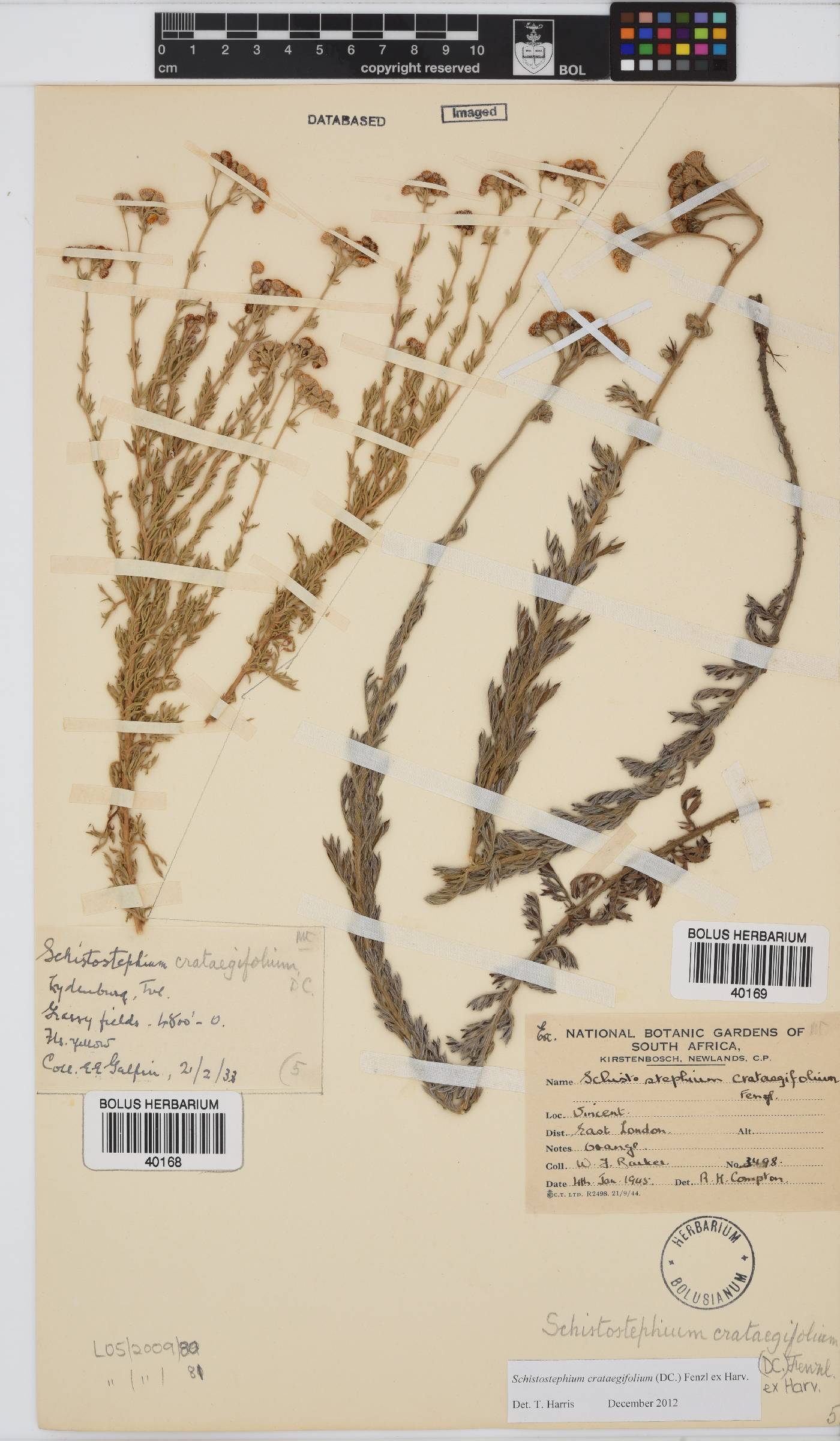 Schistostephium crataegifolium image